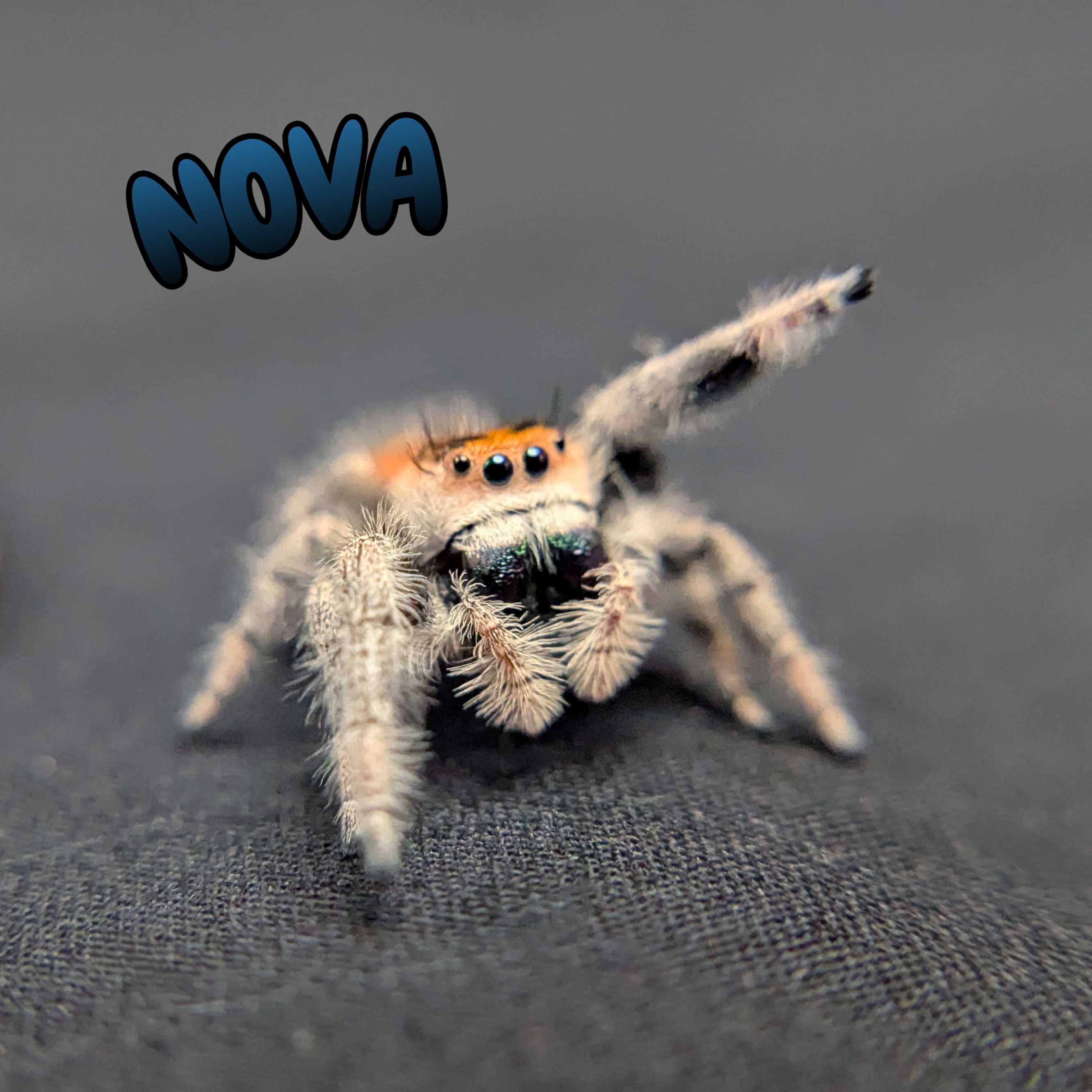 Regal Jumping Spider “Nova”