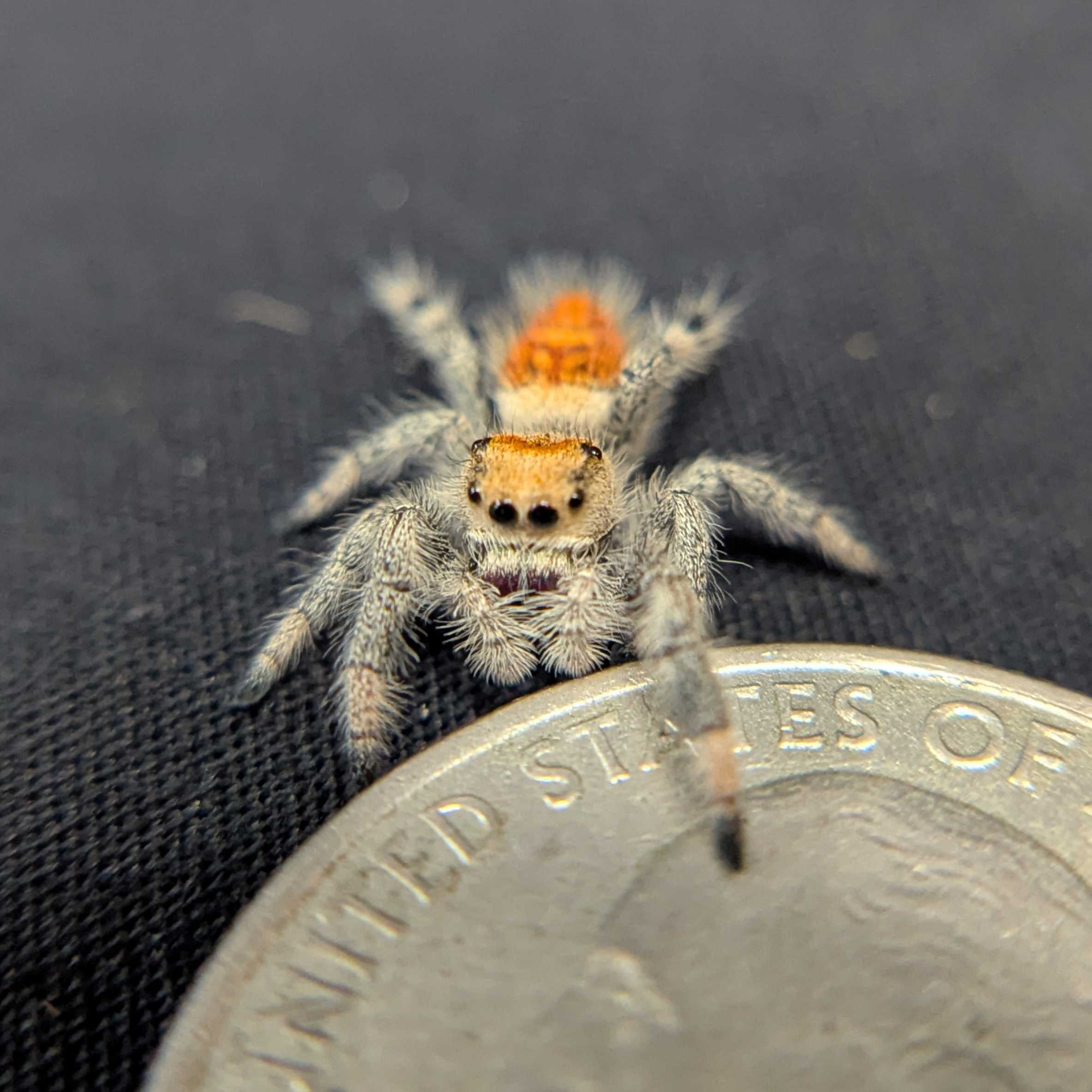 Regal Jumping Spider "Bumble"