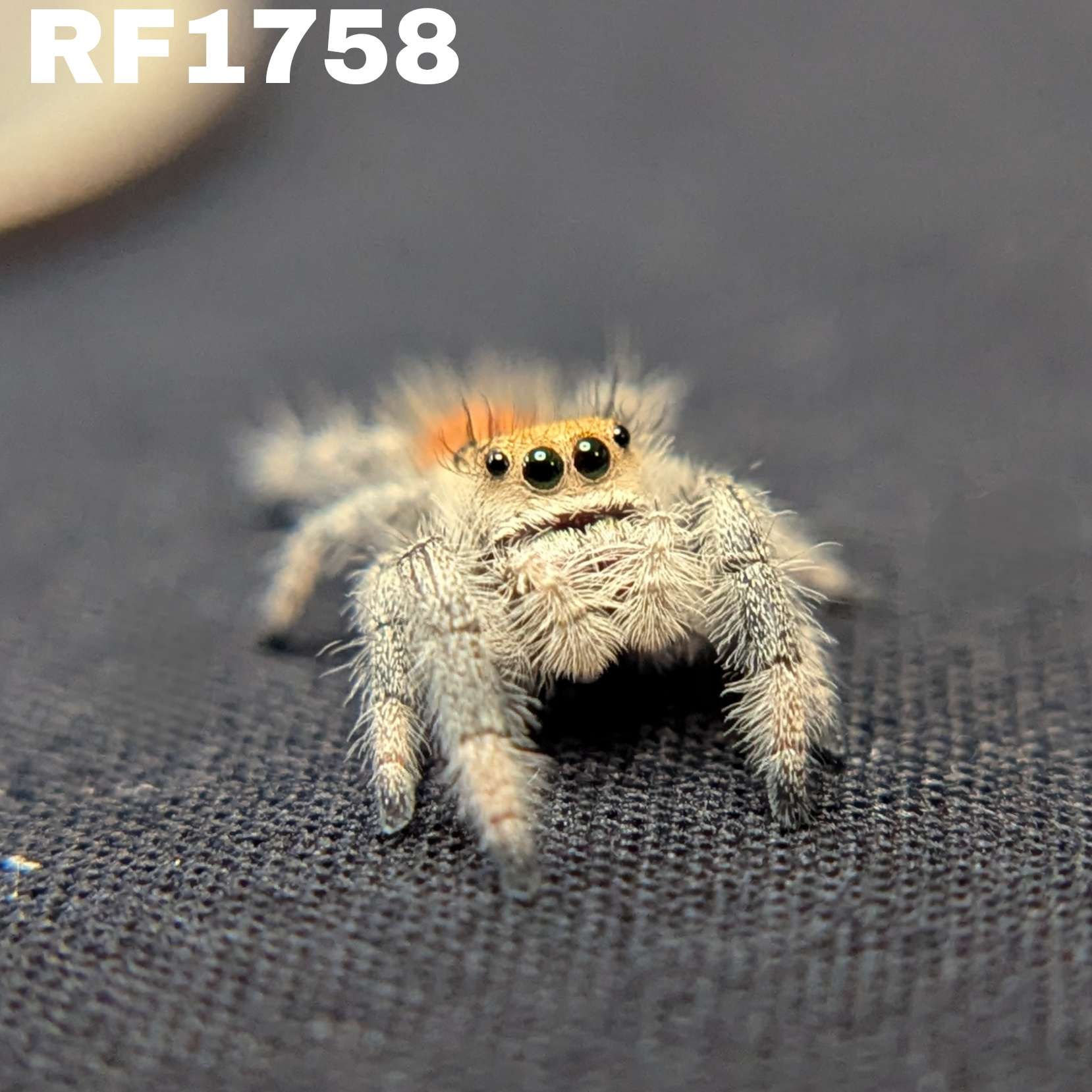 Regal Jumping Spider "Bumble"