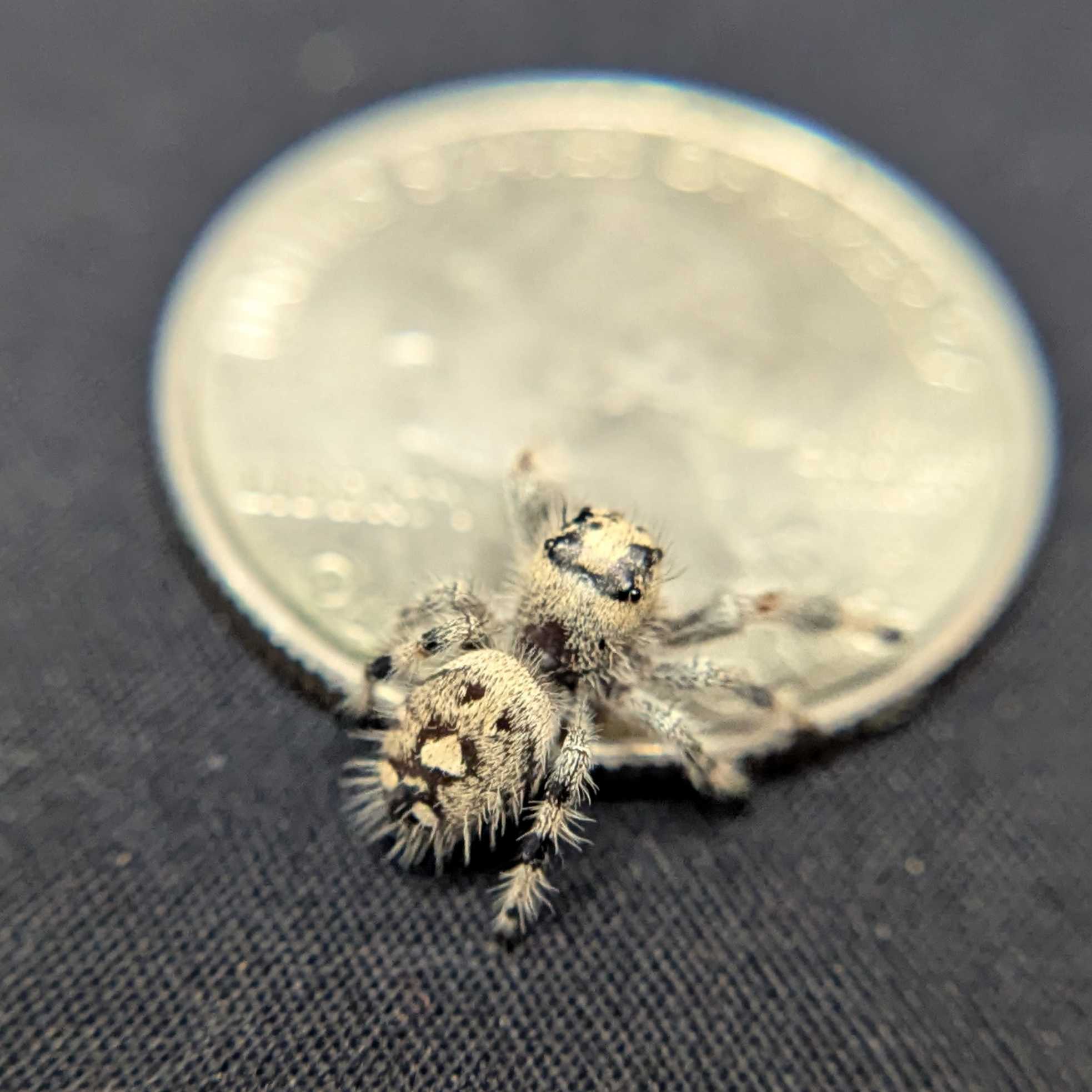 Regal Jumping Spider "Taffy"