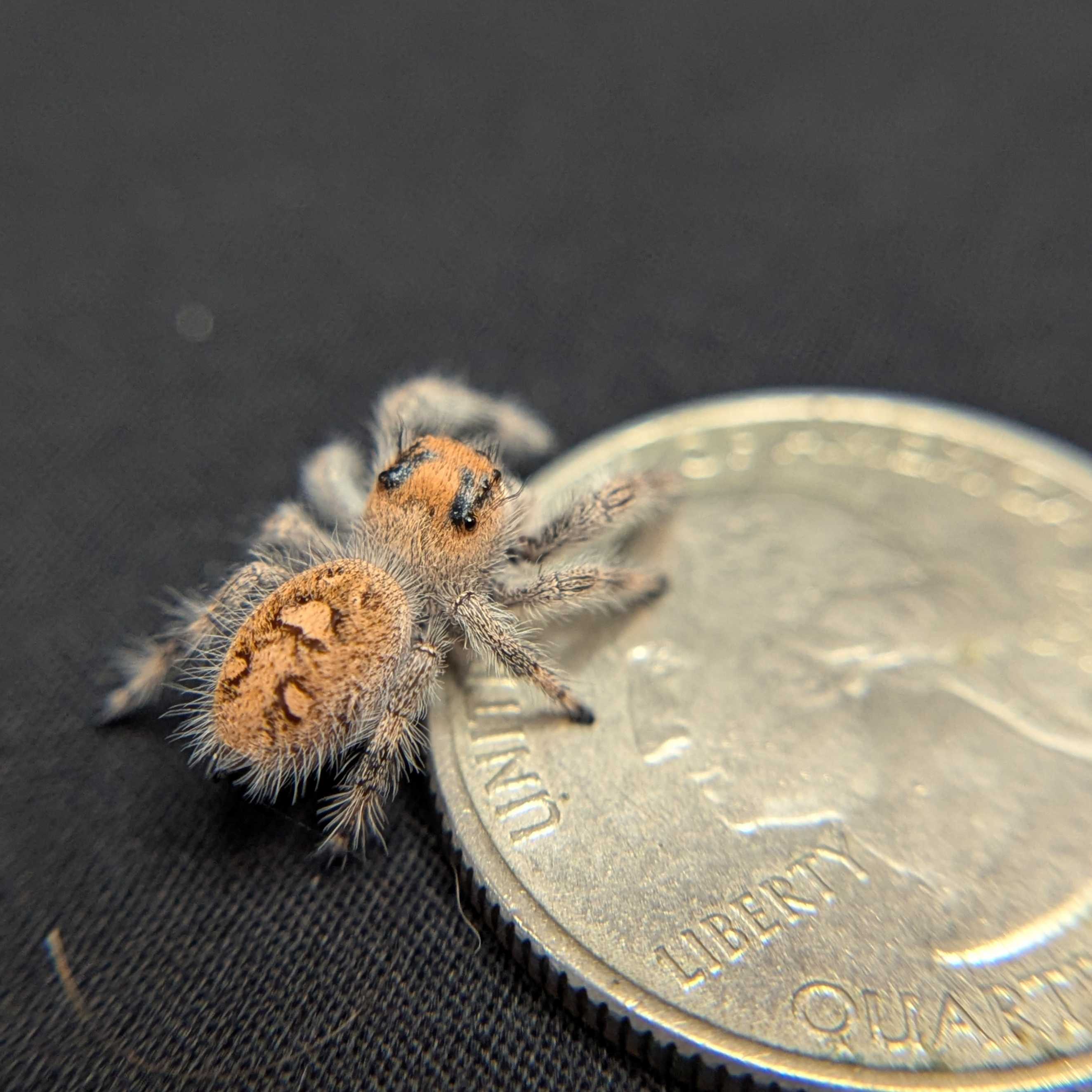 Regal Jumping Spider "Wildberry"