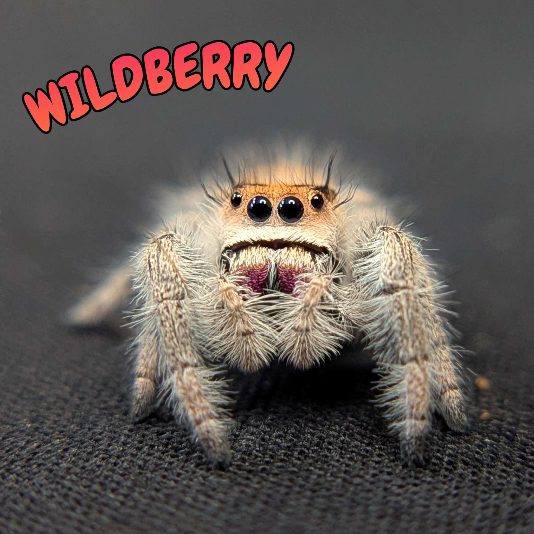 Regal Jumping Spider "Wildberry"
