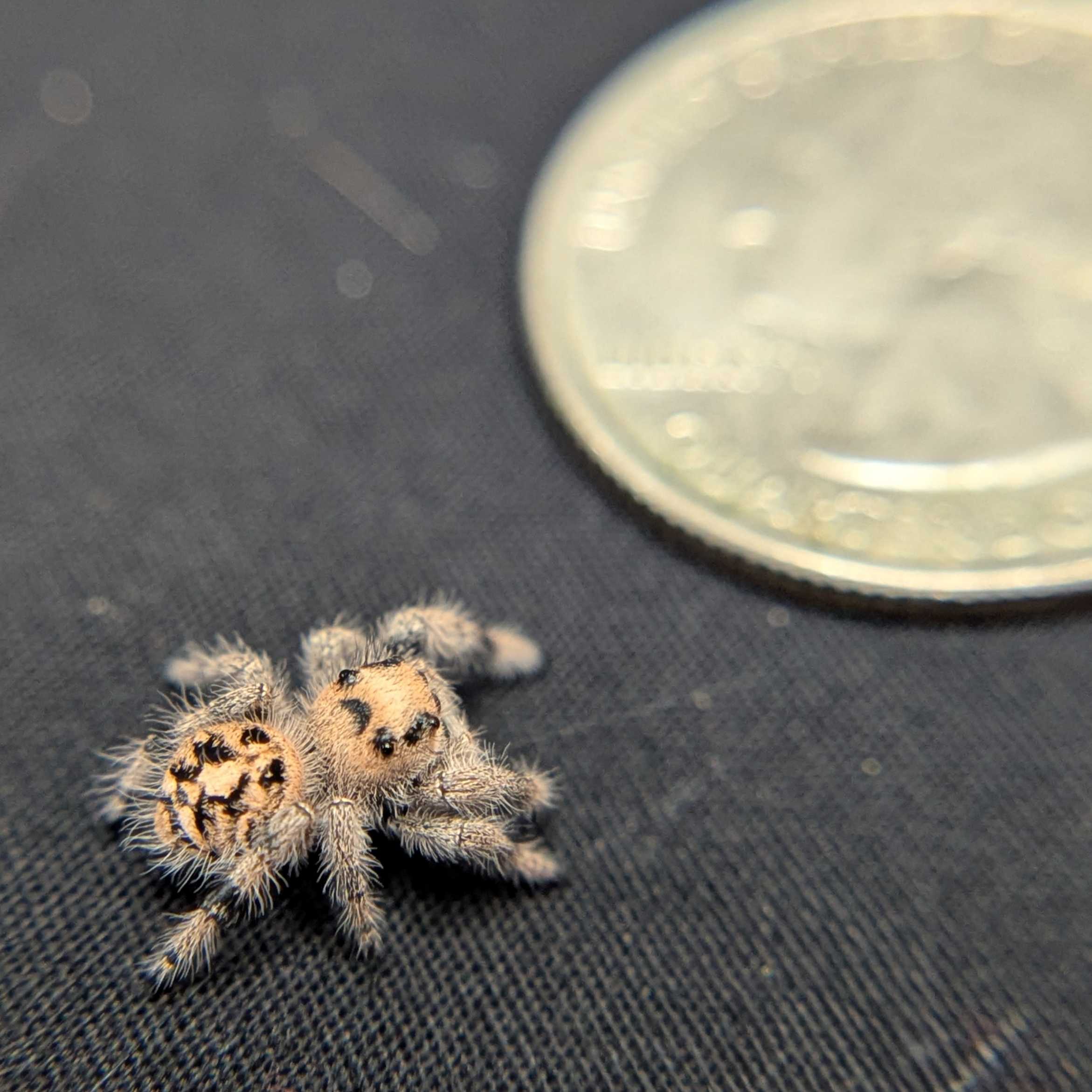 Regal Jumping Spider "Bessy"