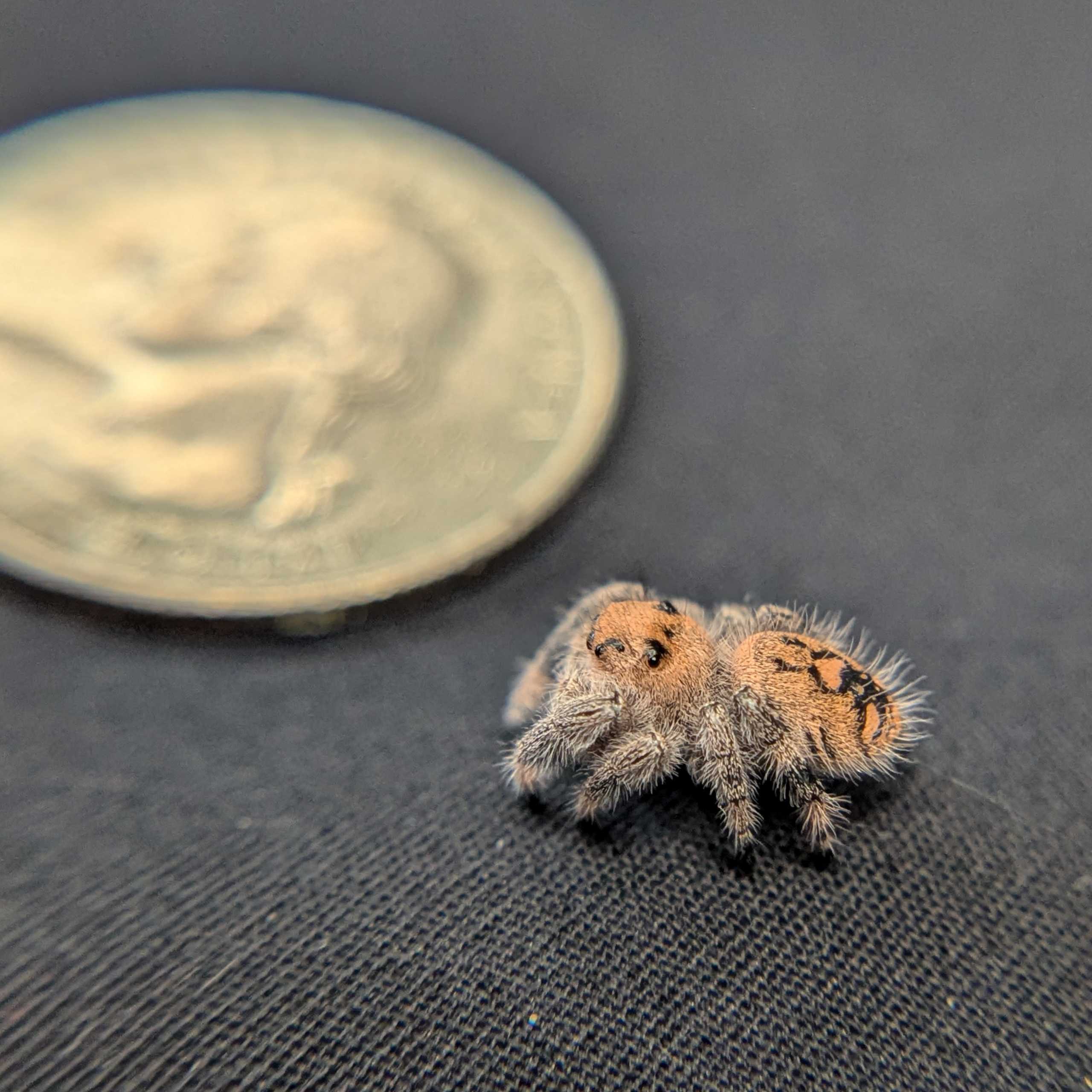 Regal Jumping Spider "Velvet"