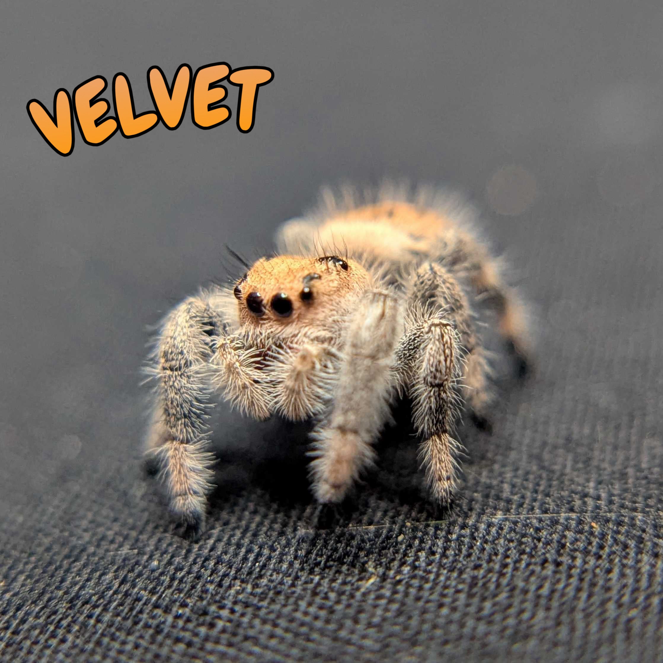 Regal Jumping Spider "Velvet"