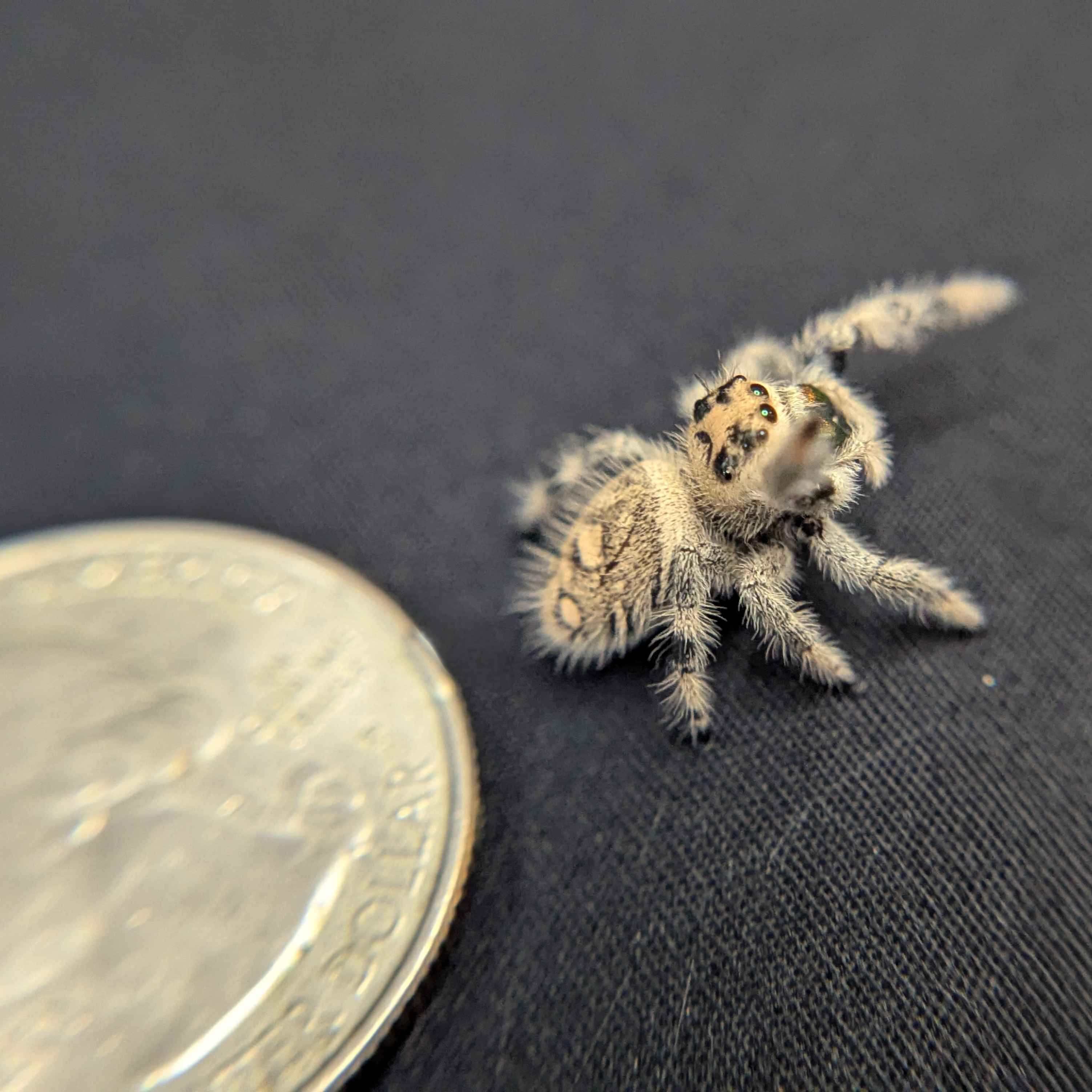 Regal Jumping Spider "Keylime"