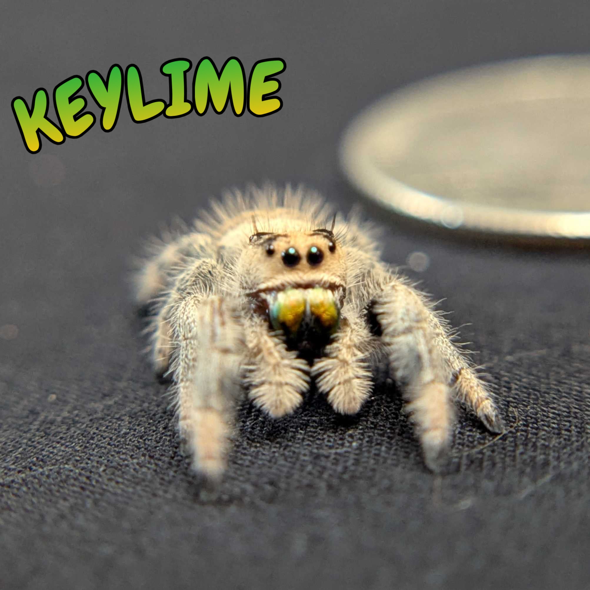 Regal Jumping Spider "Keylime"