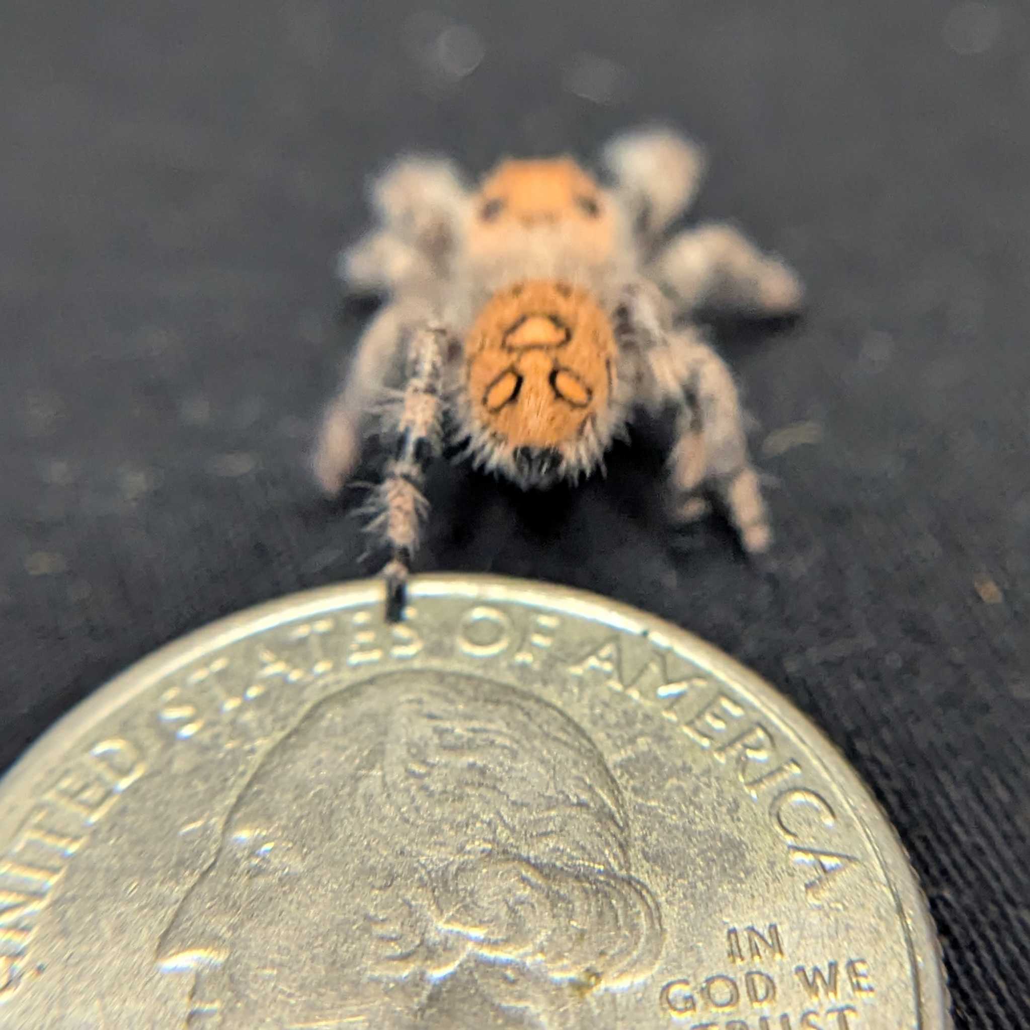Regal Jumping Spider "Peach"
