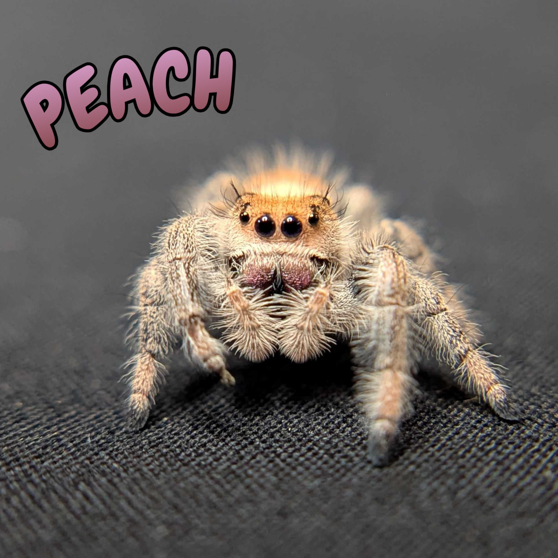 Regal Jumping Spider "Peach"