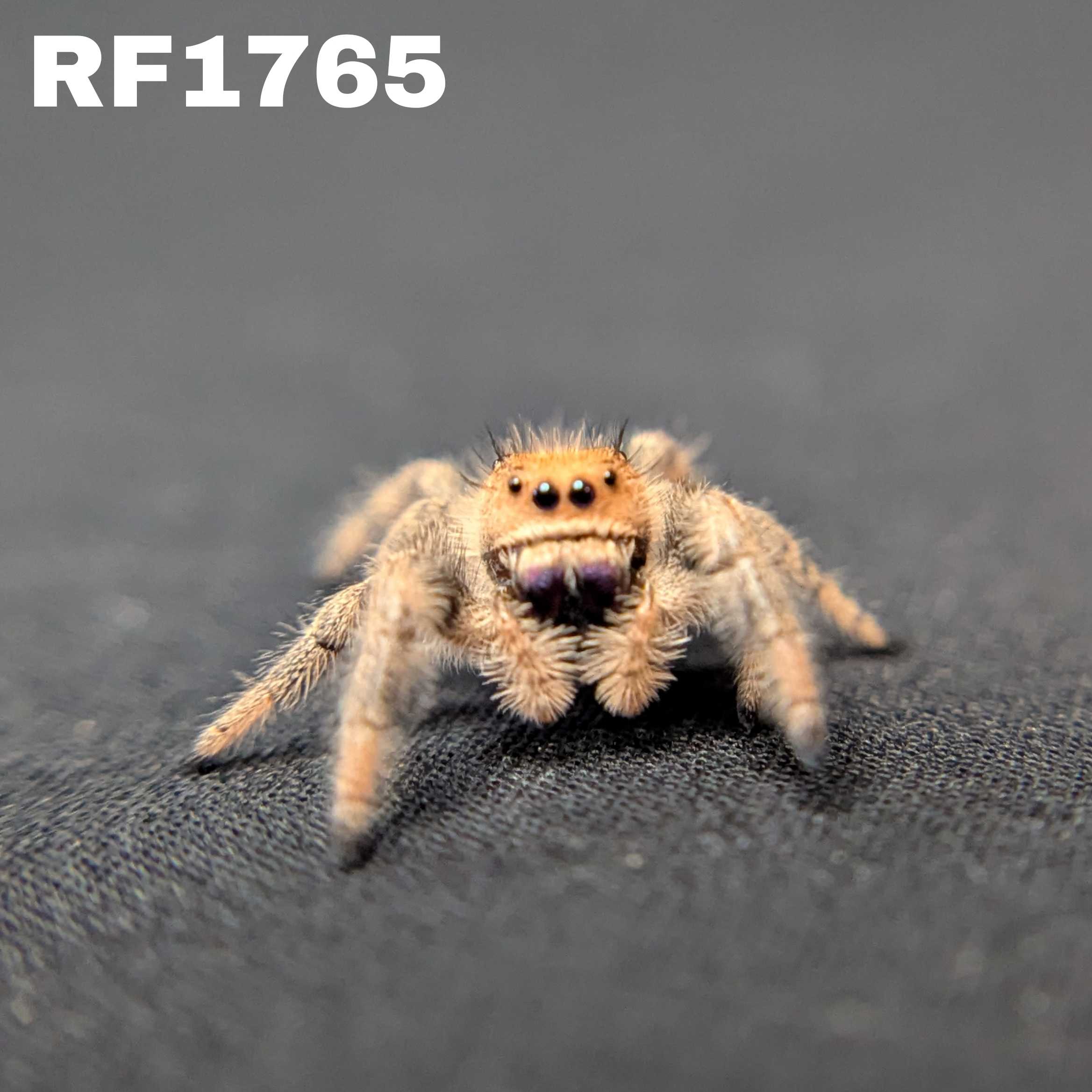 Regal Jumping Spider "Jelly Bean"