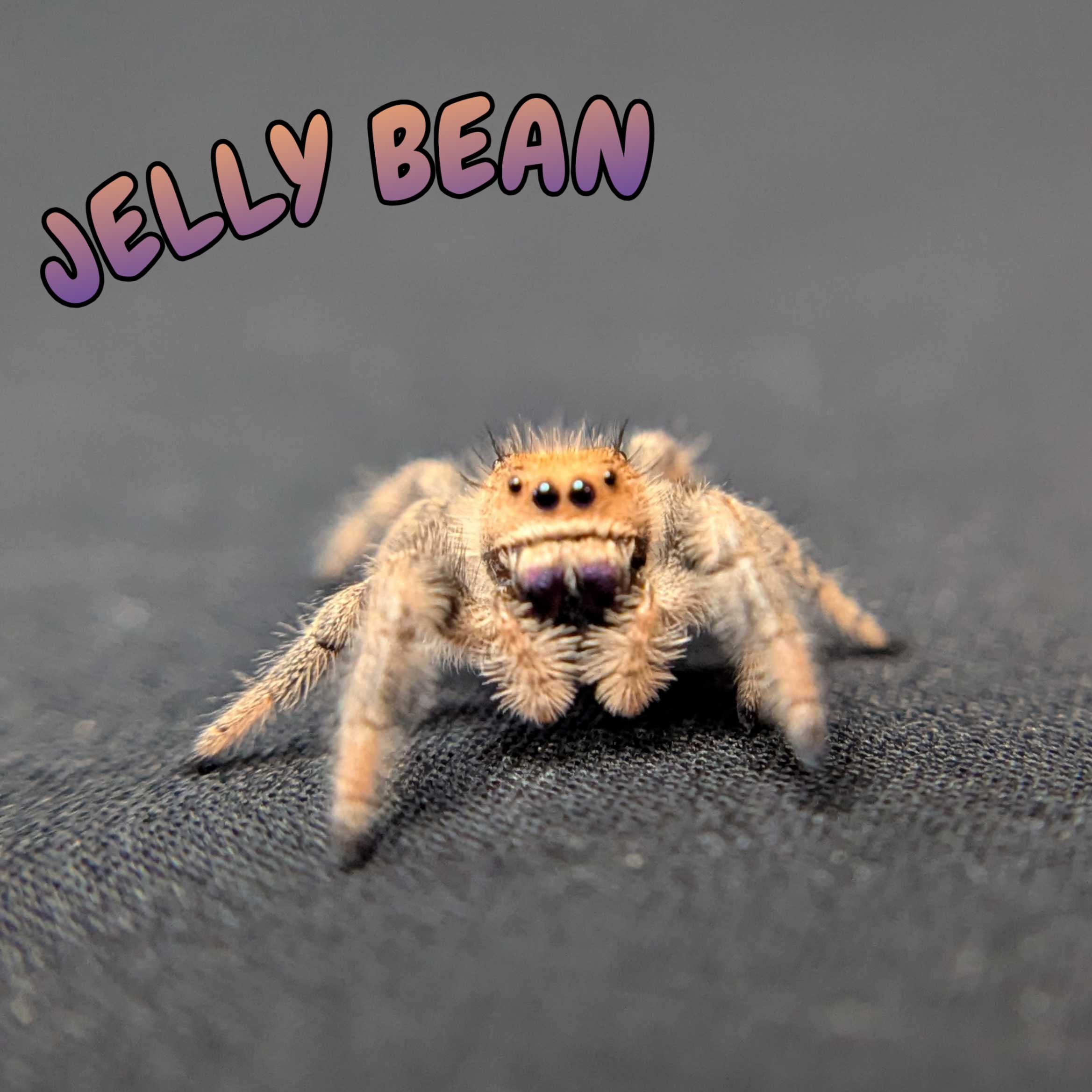 Regal Jumping Spider "Jelly Bean"