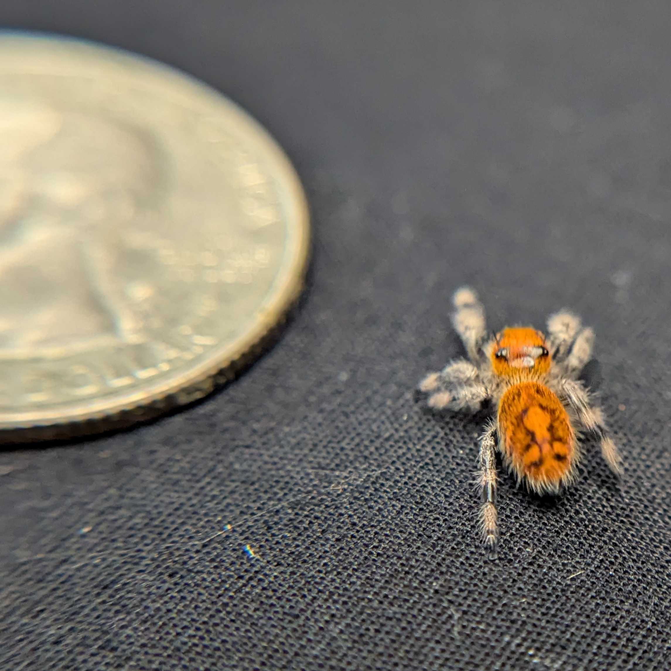 Regal Jumping Spider "Dancer"