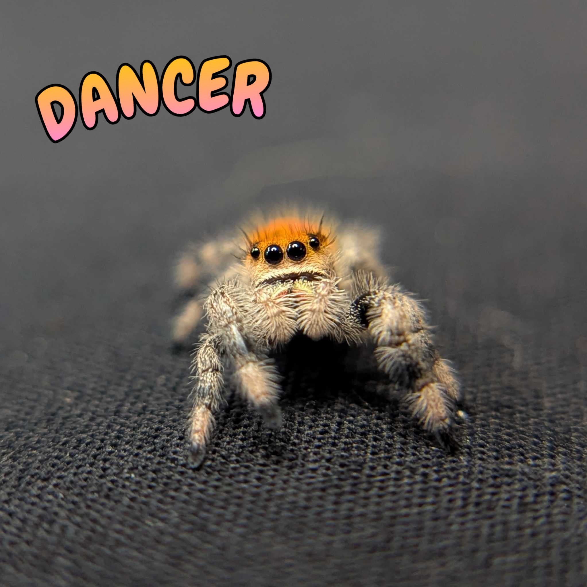 Regal Jumping Spider "Dancer"