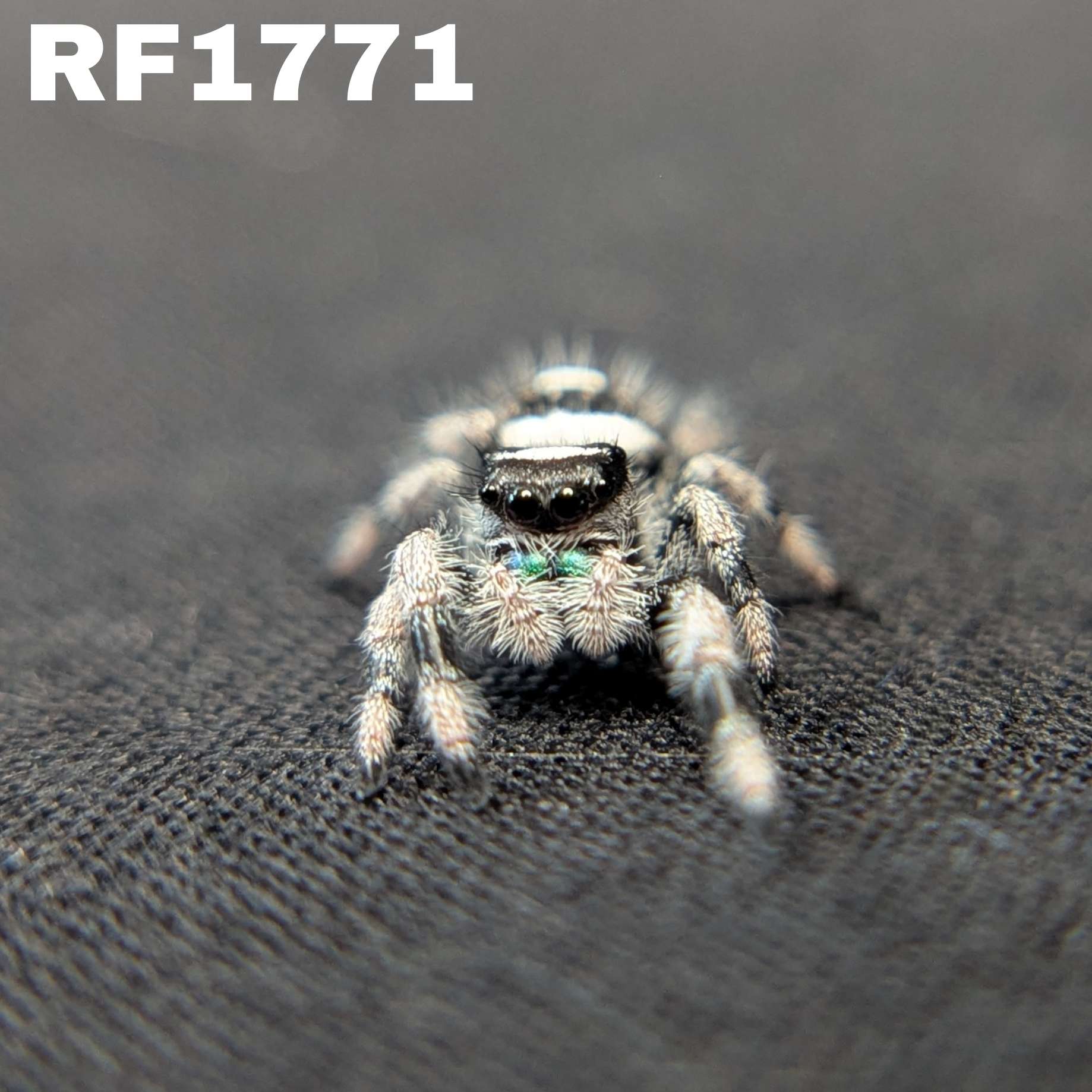 Regal Jumping Spider "Bluey"