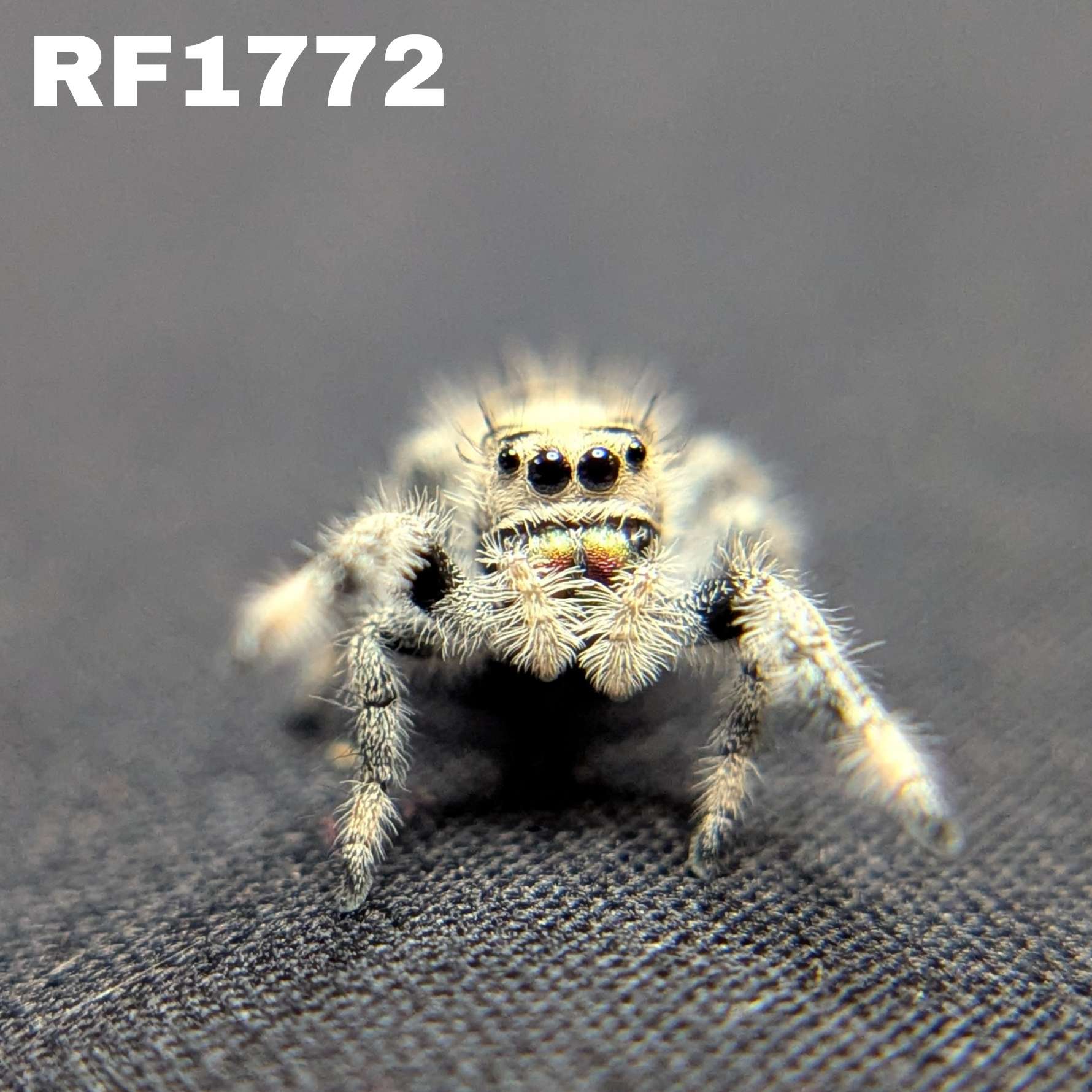Regal Jumping Spider "Vanilla"