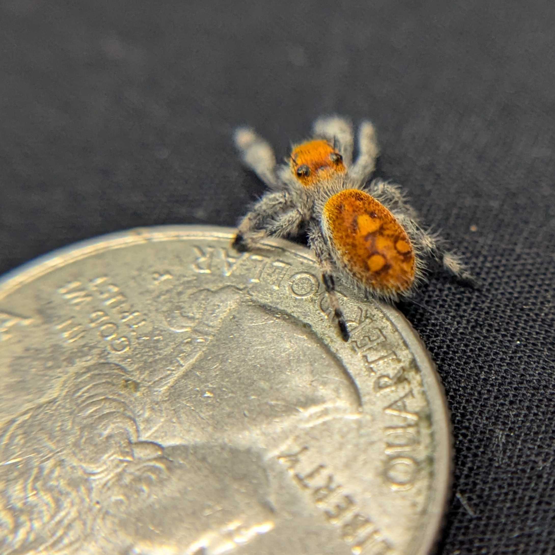 Regal Jumping Spider "Fantasy"