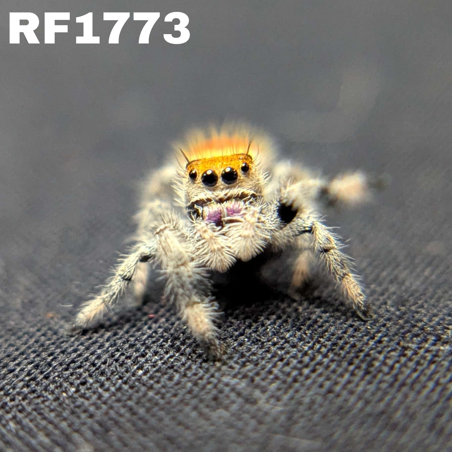 Regal Jumping Spider "Fantasy"