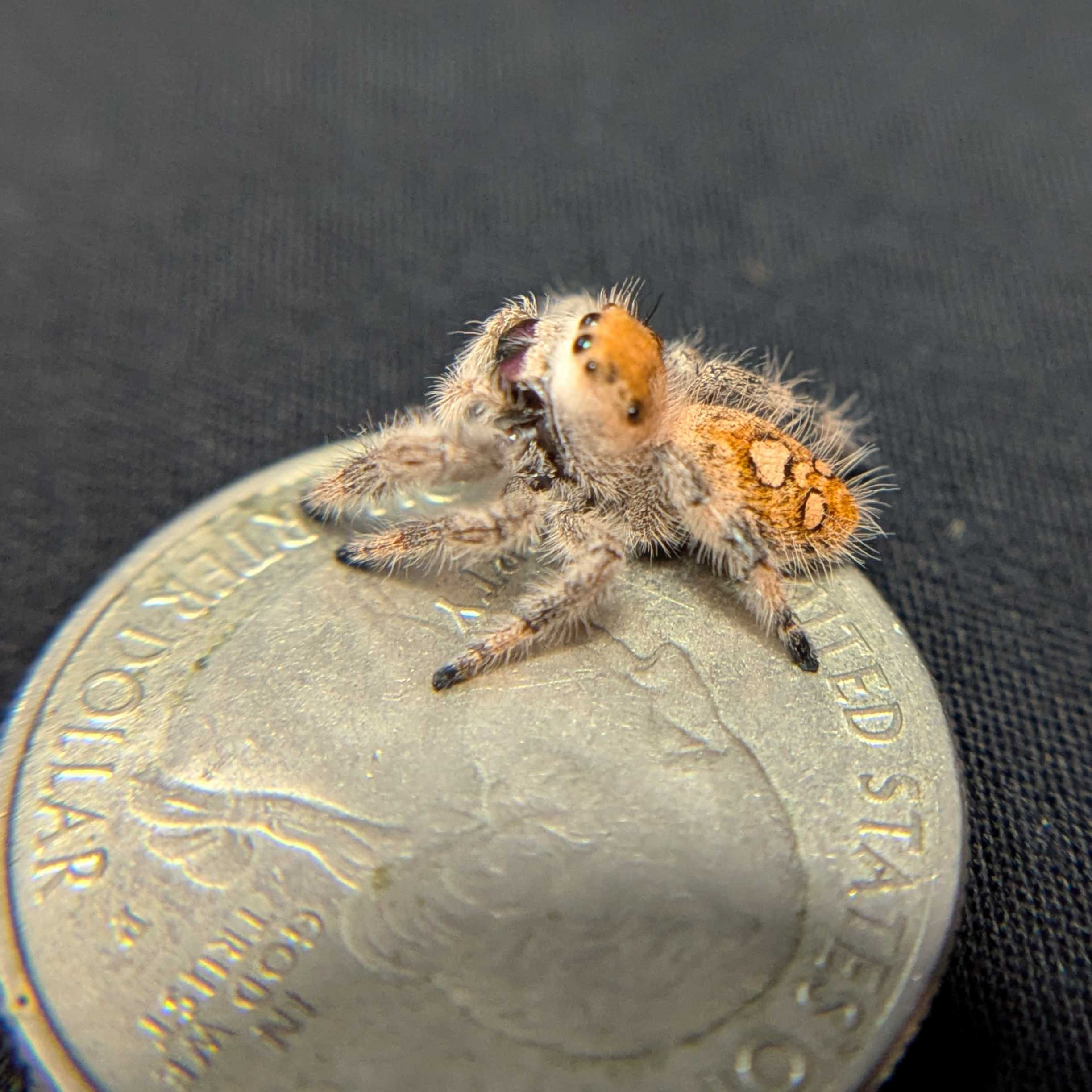 Regal Jumping Spider "Glowpetal"