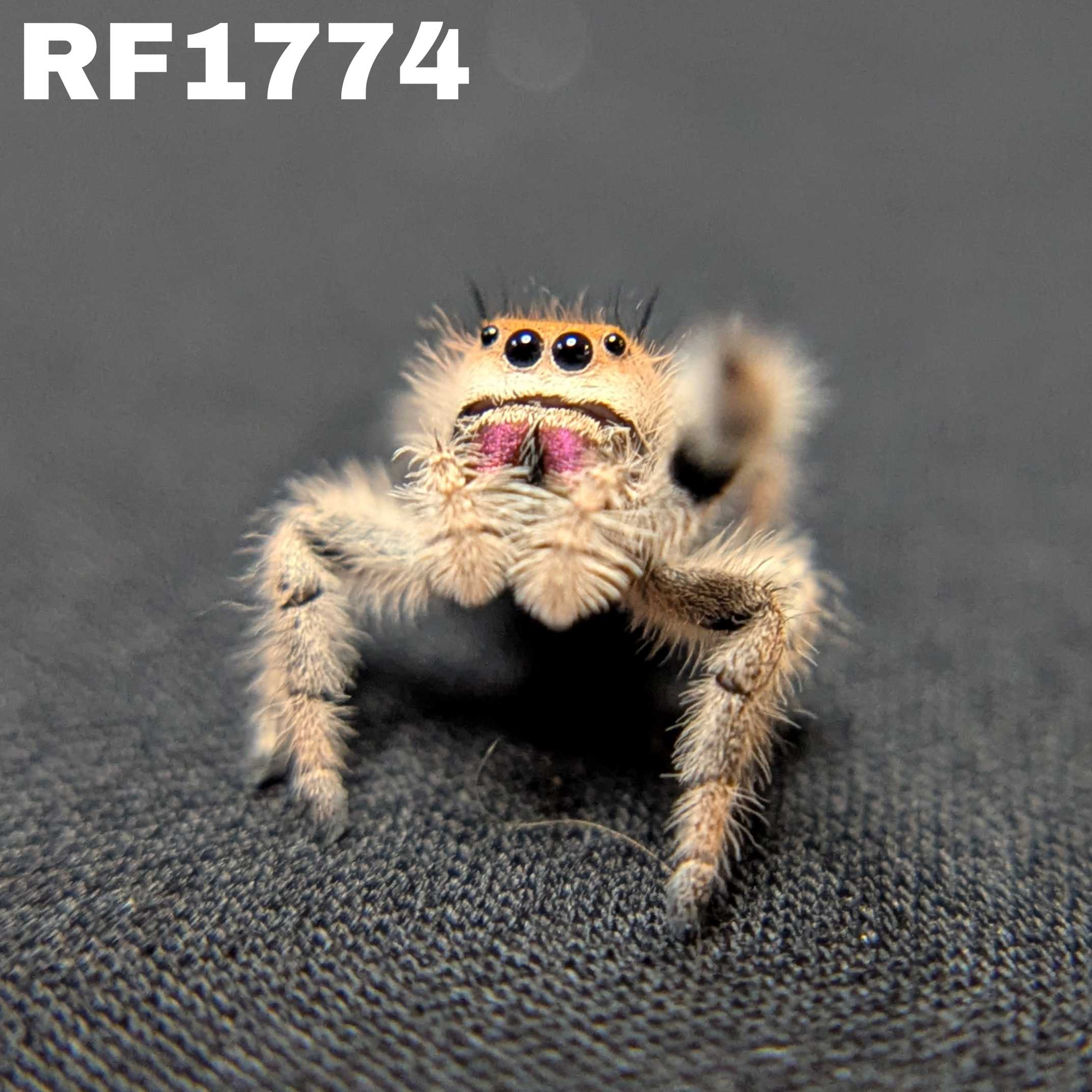 Regal Jumping Spider "Glowpetal"