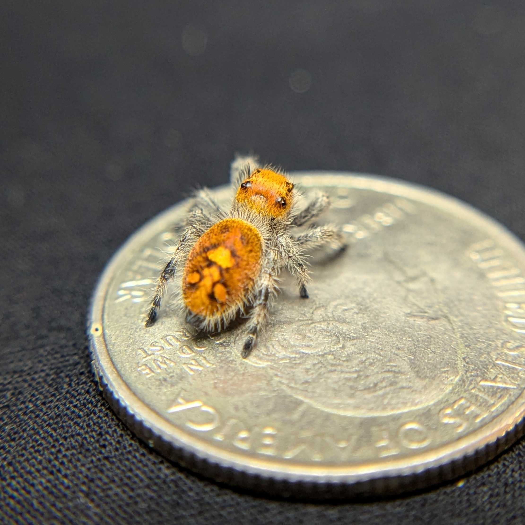 Regal Jumping Spider "Stardust"