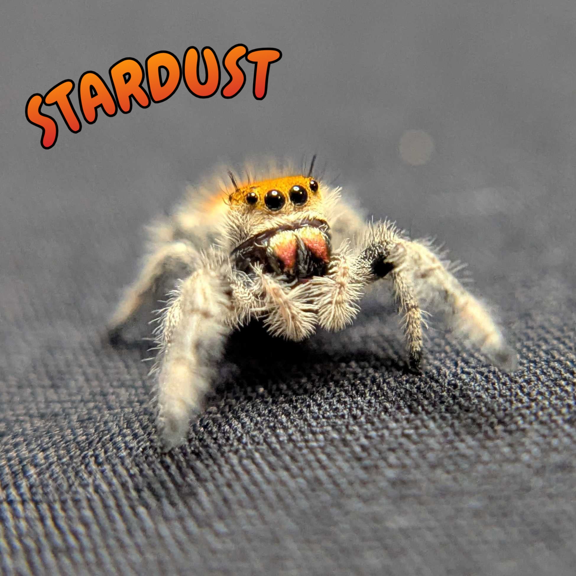 Regal Jumping Spider "Stardust"