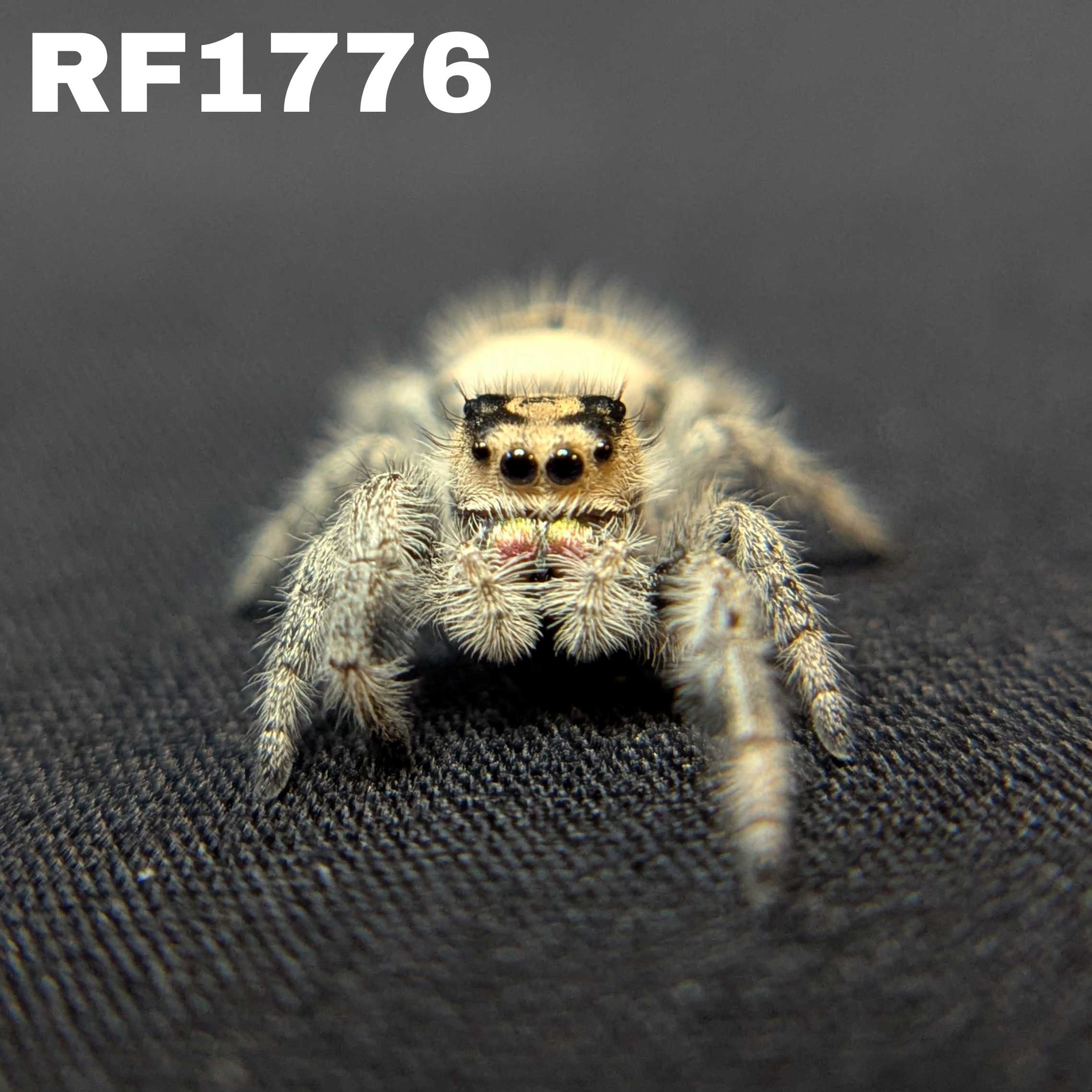 Regal Jumping Spider “Prancer”