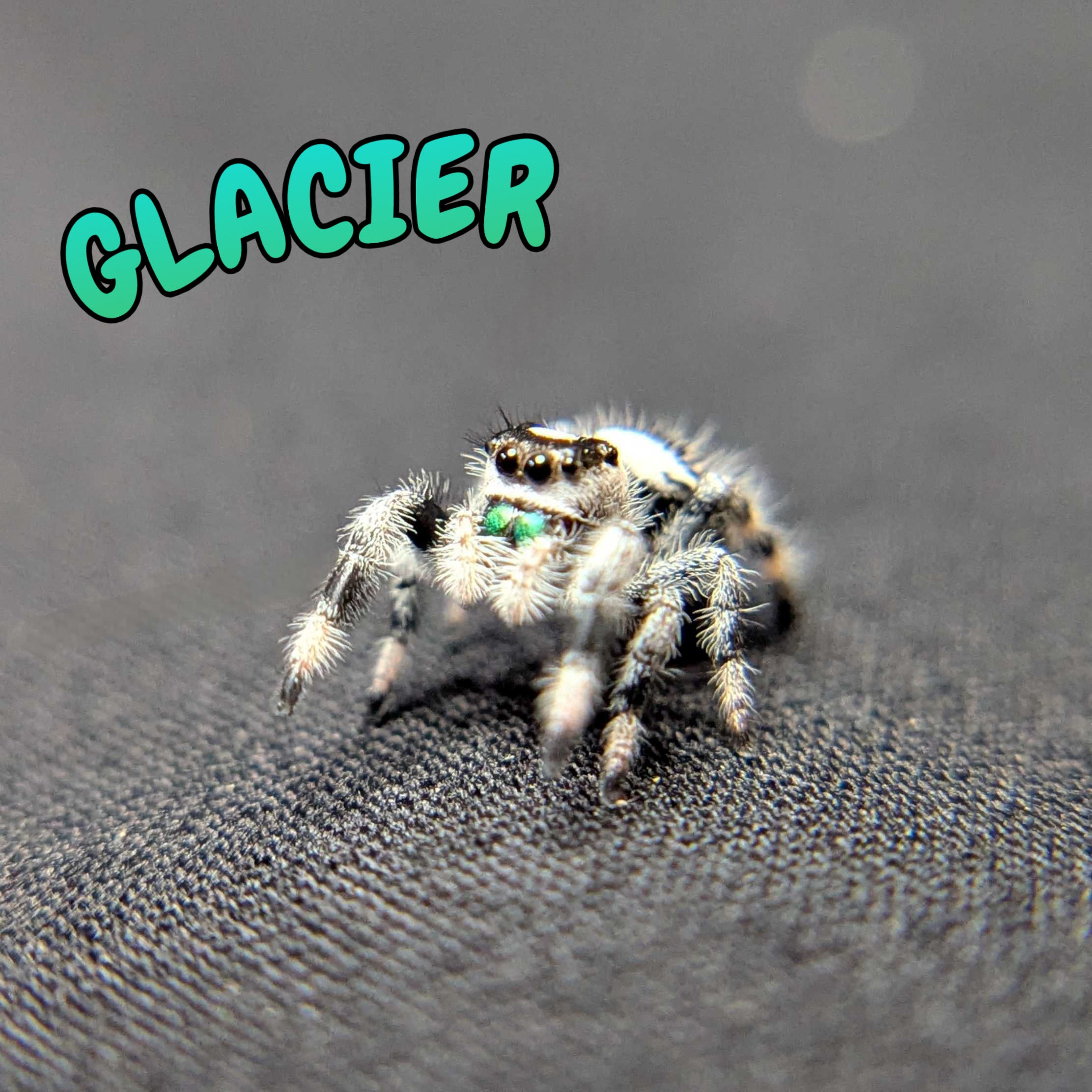 Regal Jumping Spider "Glacier”