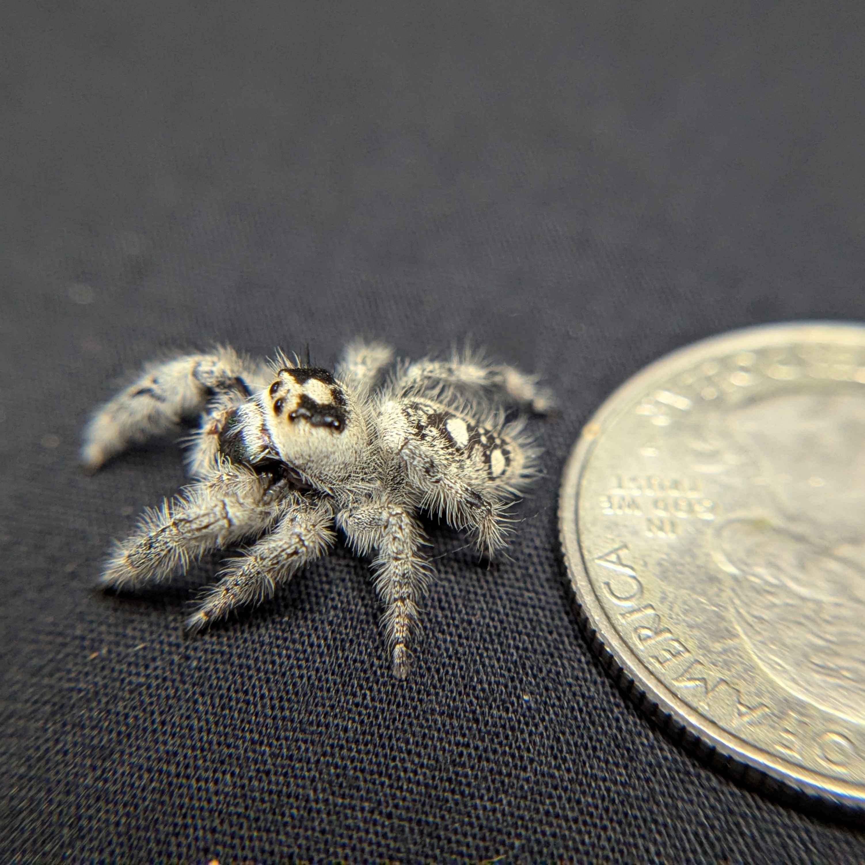 Regal Jumping Spider “Duskwillow”