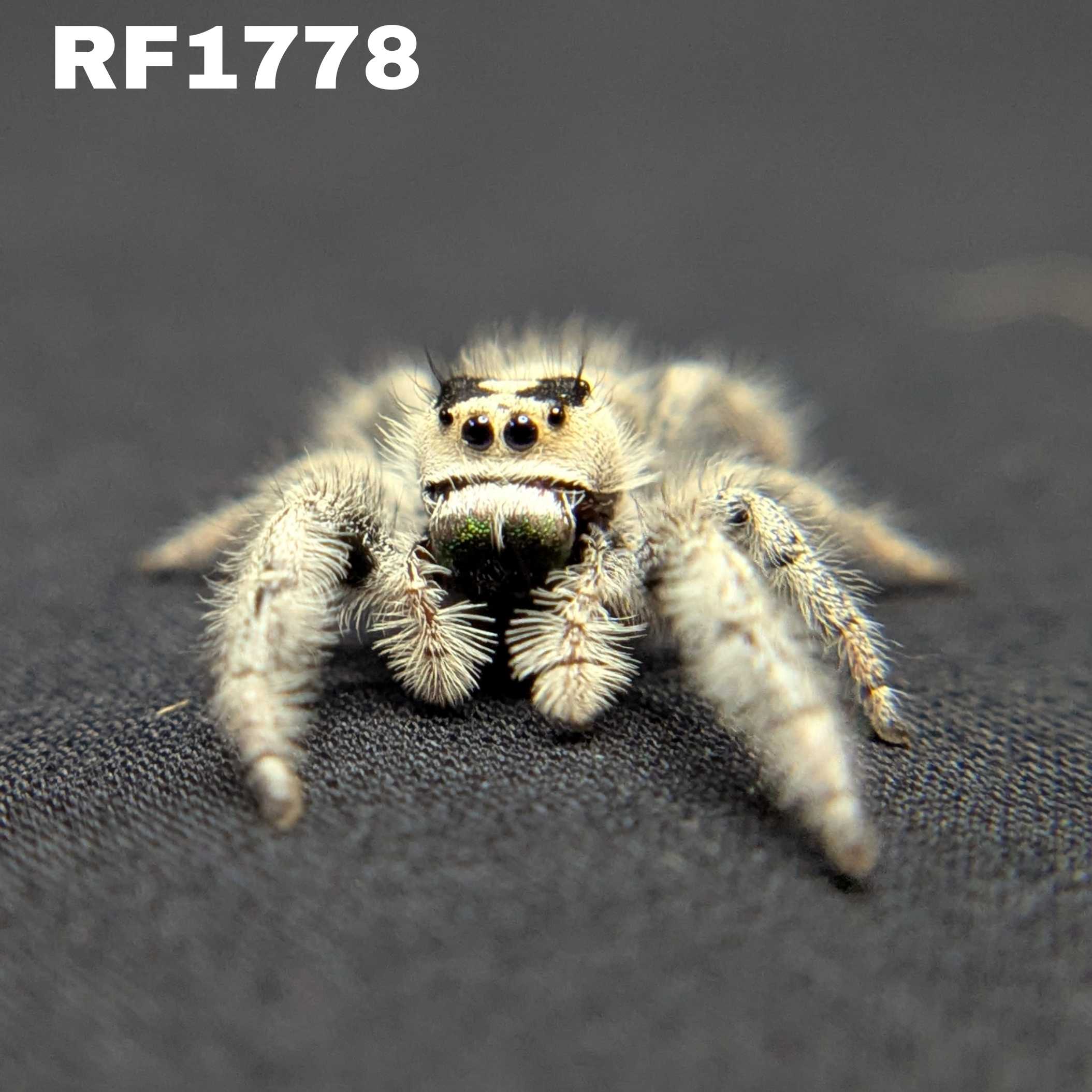 Regal Jumping Spider “Duskwillow”