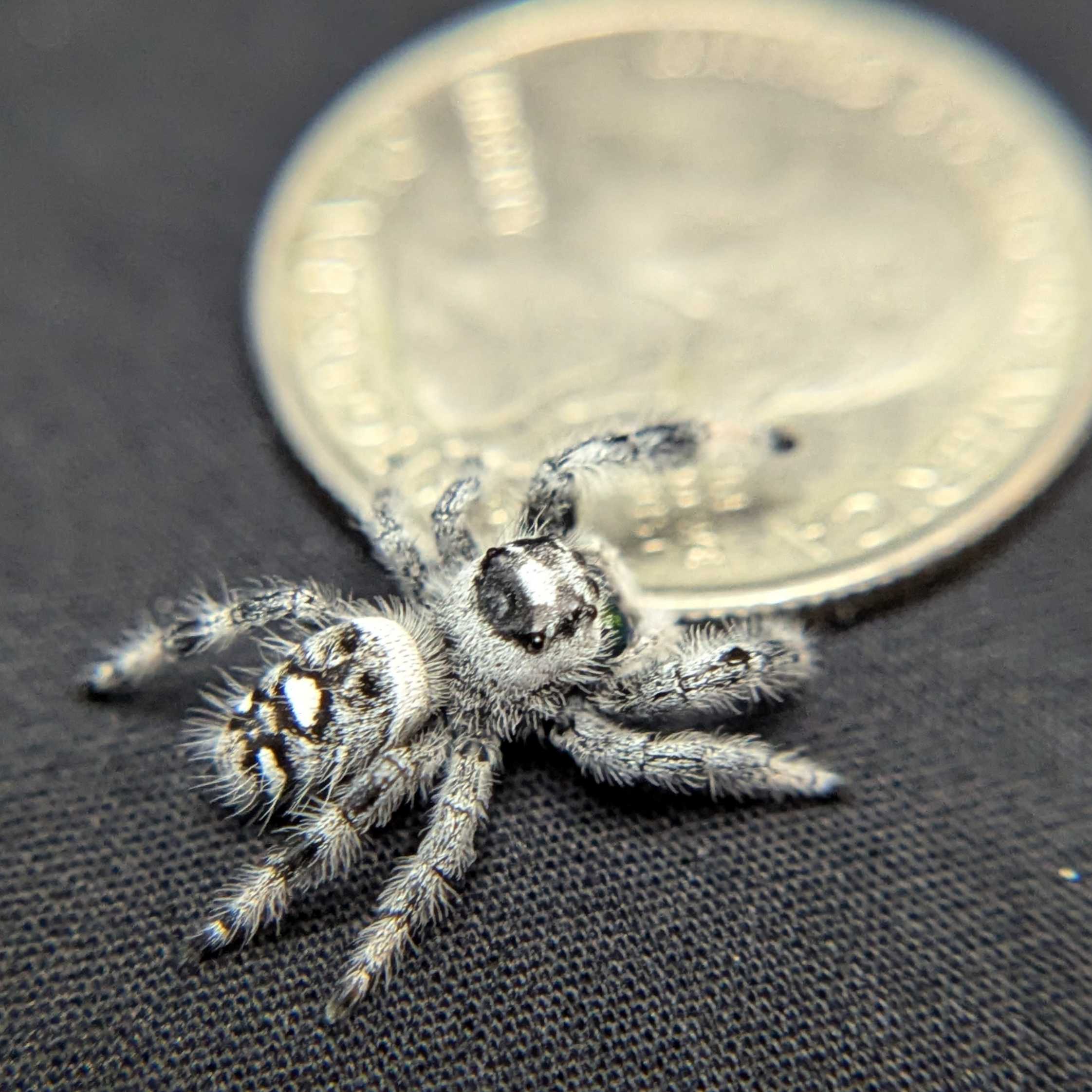 Regal Jumping Spider "Artichoke"
