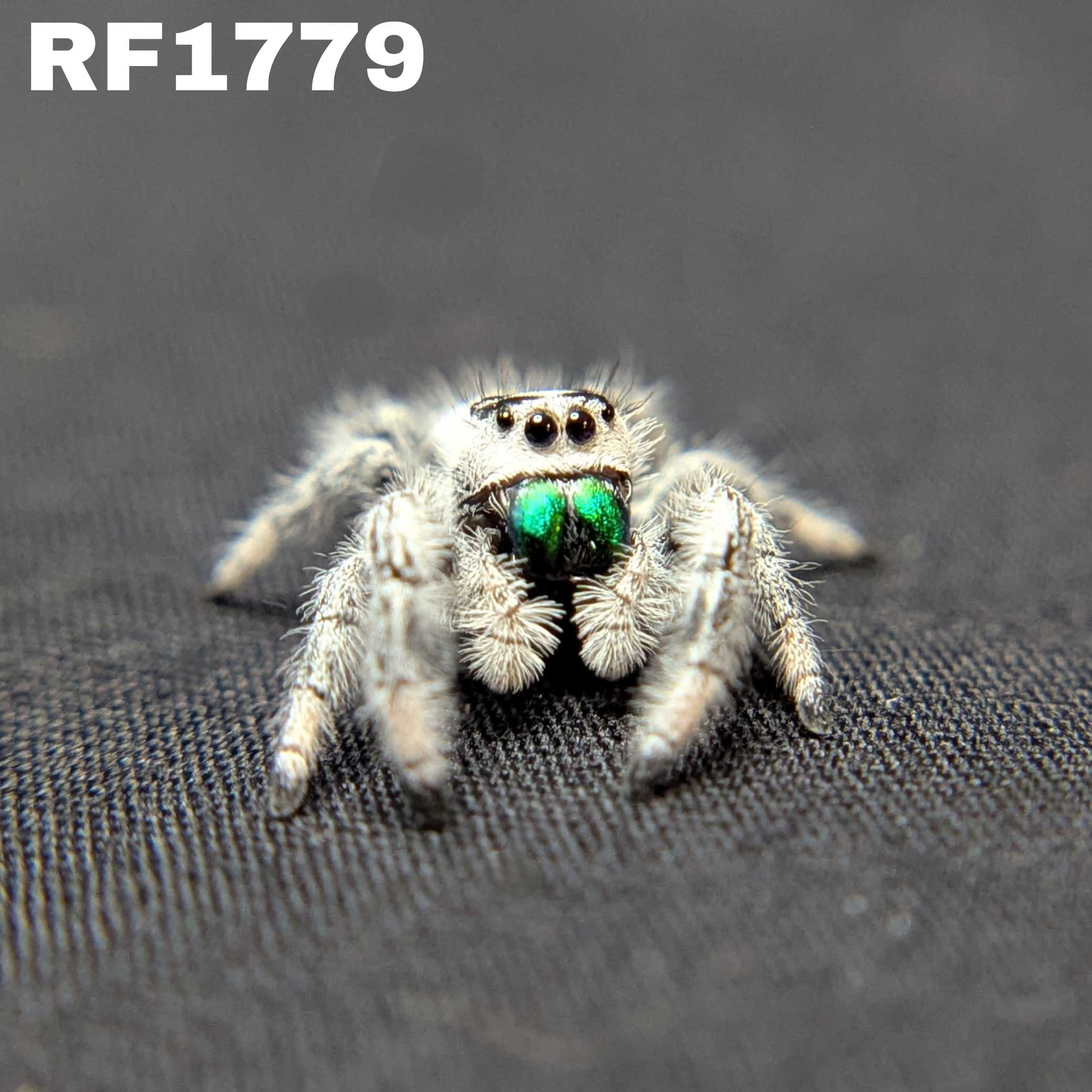 Regal Jumping Spider "Artichoke"