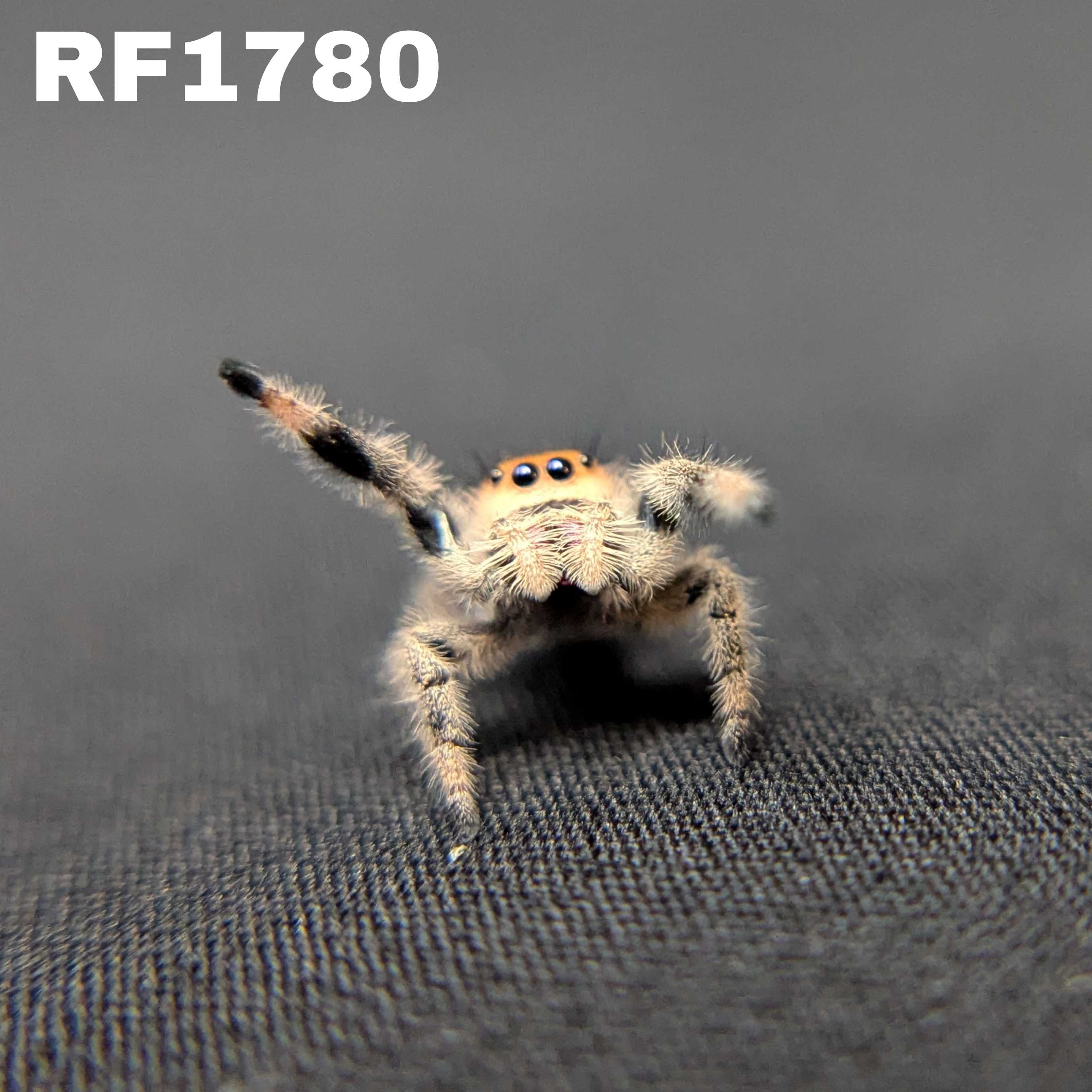 Regal Jumping Spider “Spice”