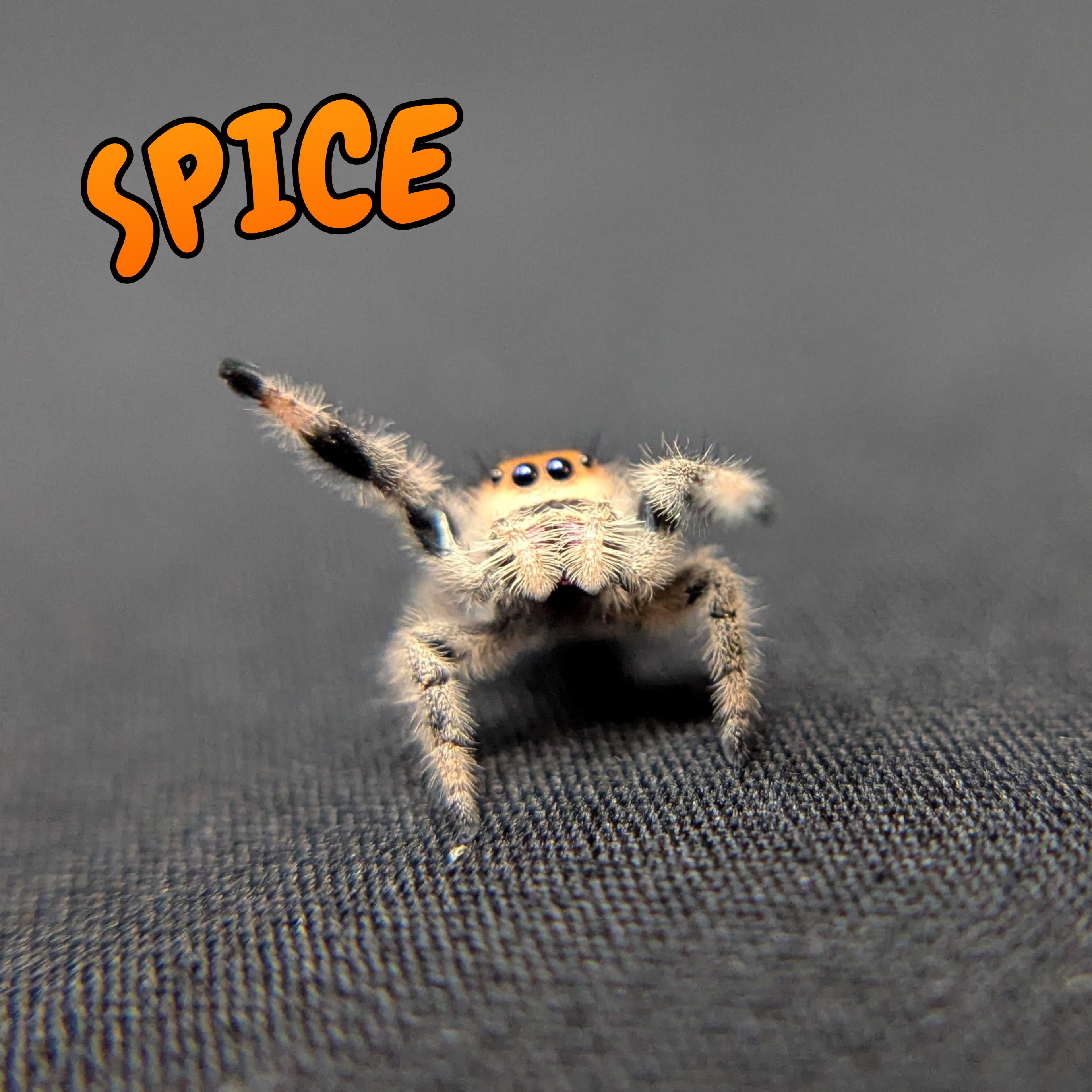 Regal Jumping Spider “Spice”