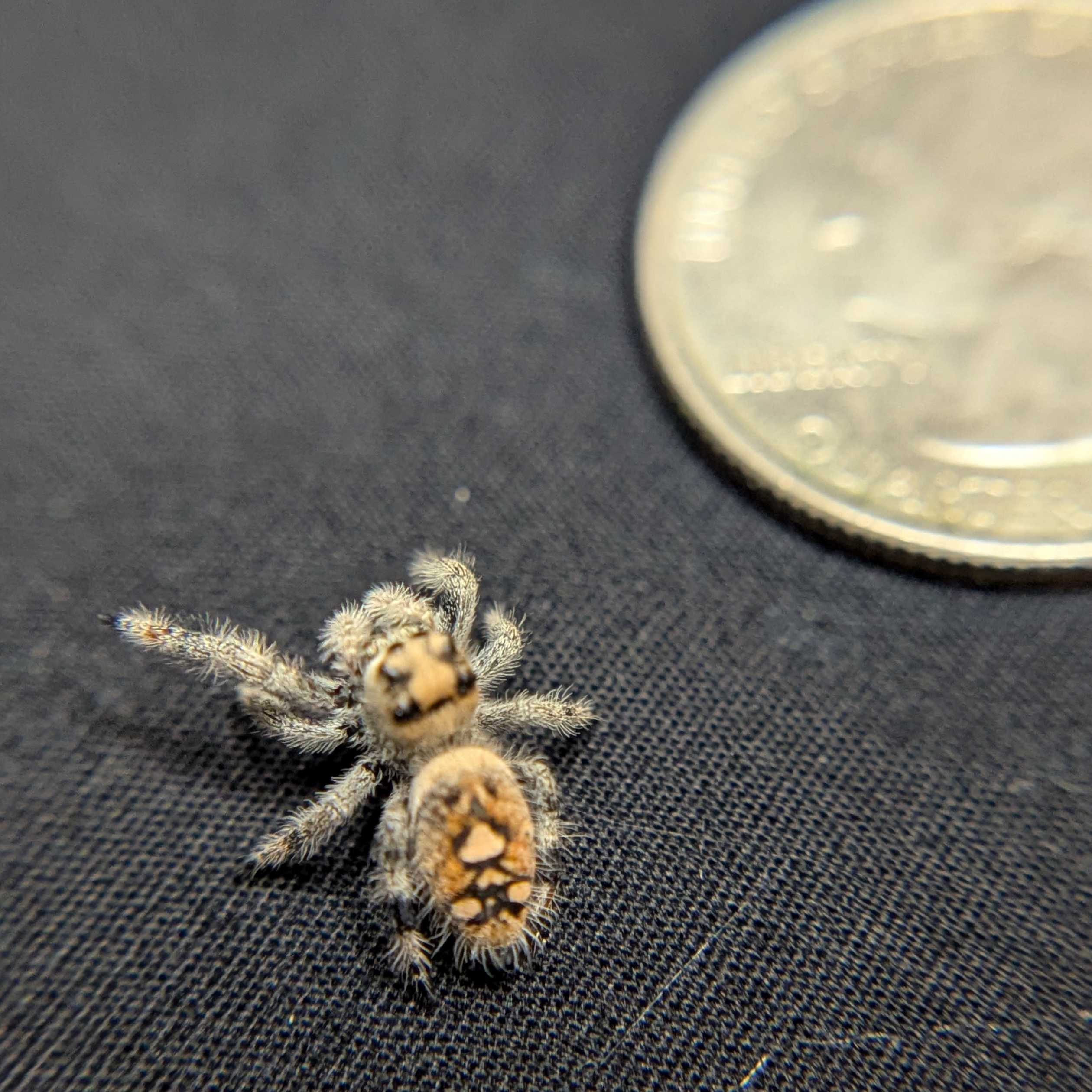 Regal Jumping Spider “Torch”