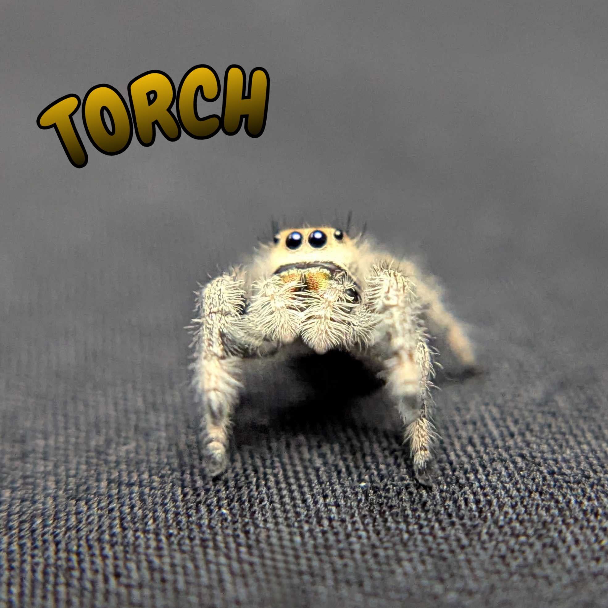 Regal Jumping Spider “Torch”