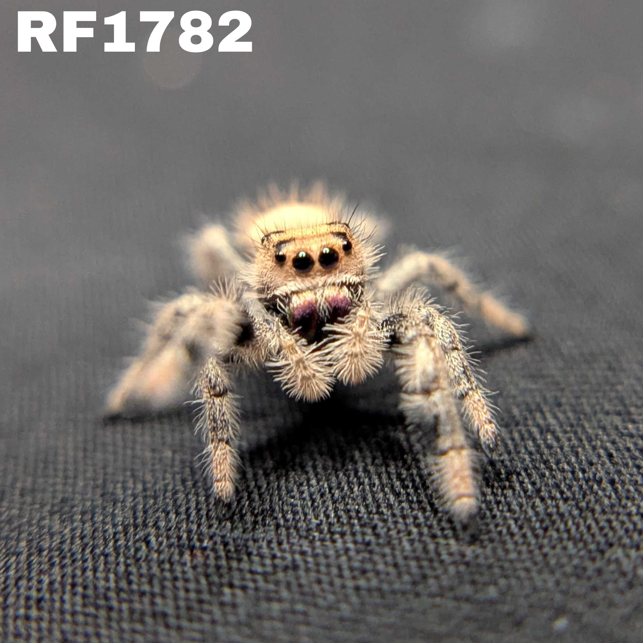 Regal Jumping Spider "Juniper"
