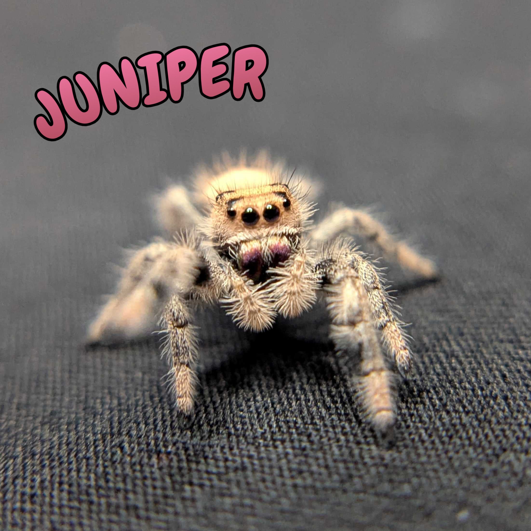 Regal Jumping Spider "Juniper"