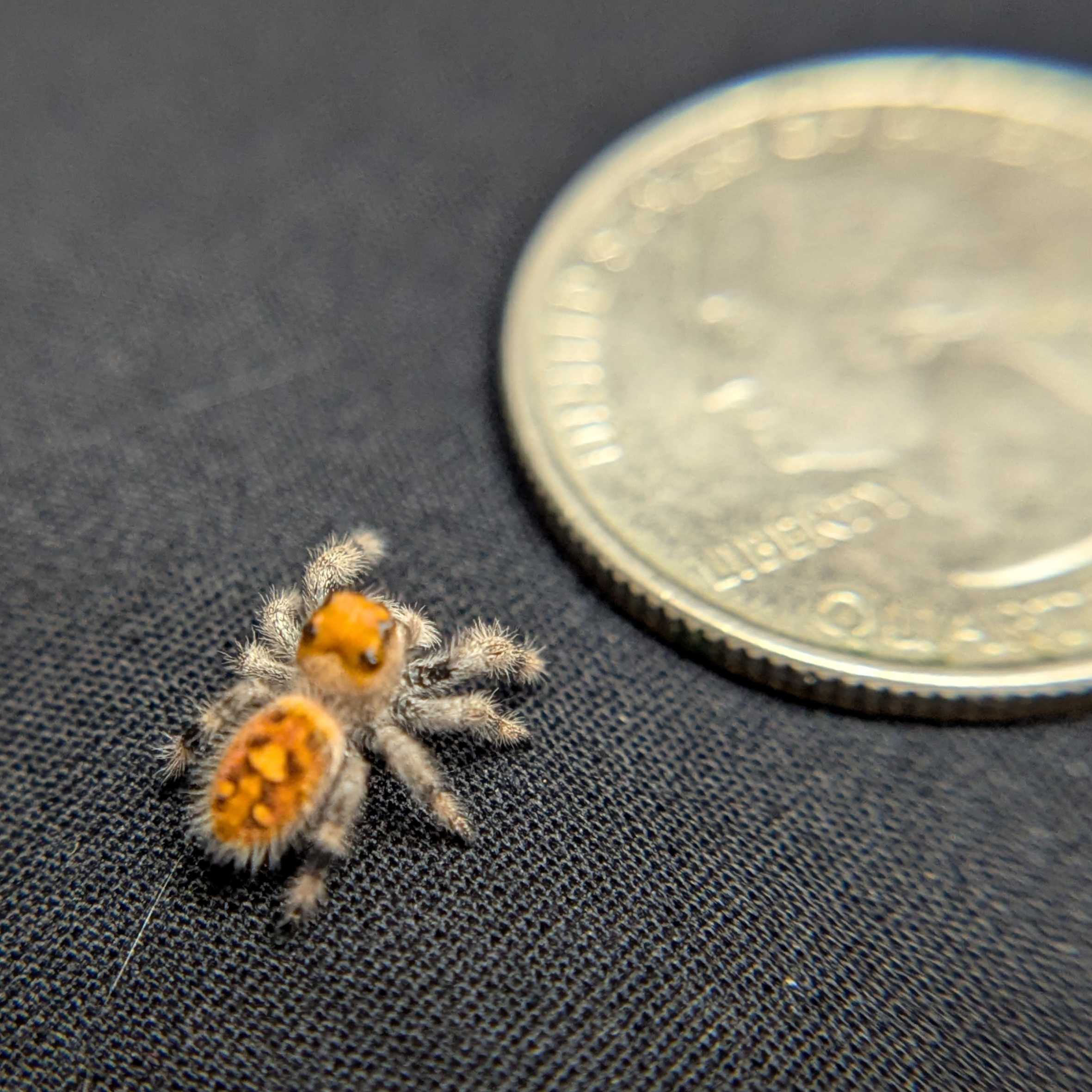 Regal Jumping Spider "Ginger"