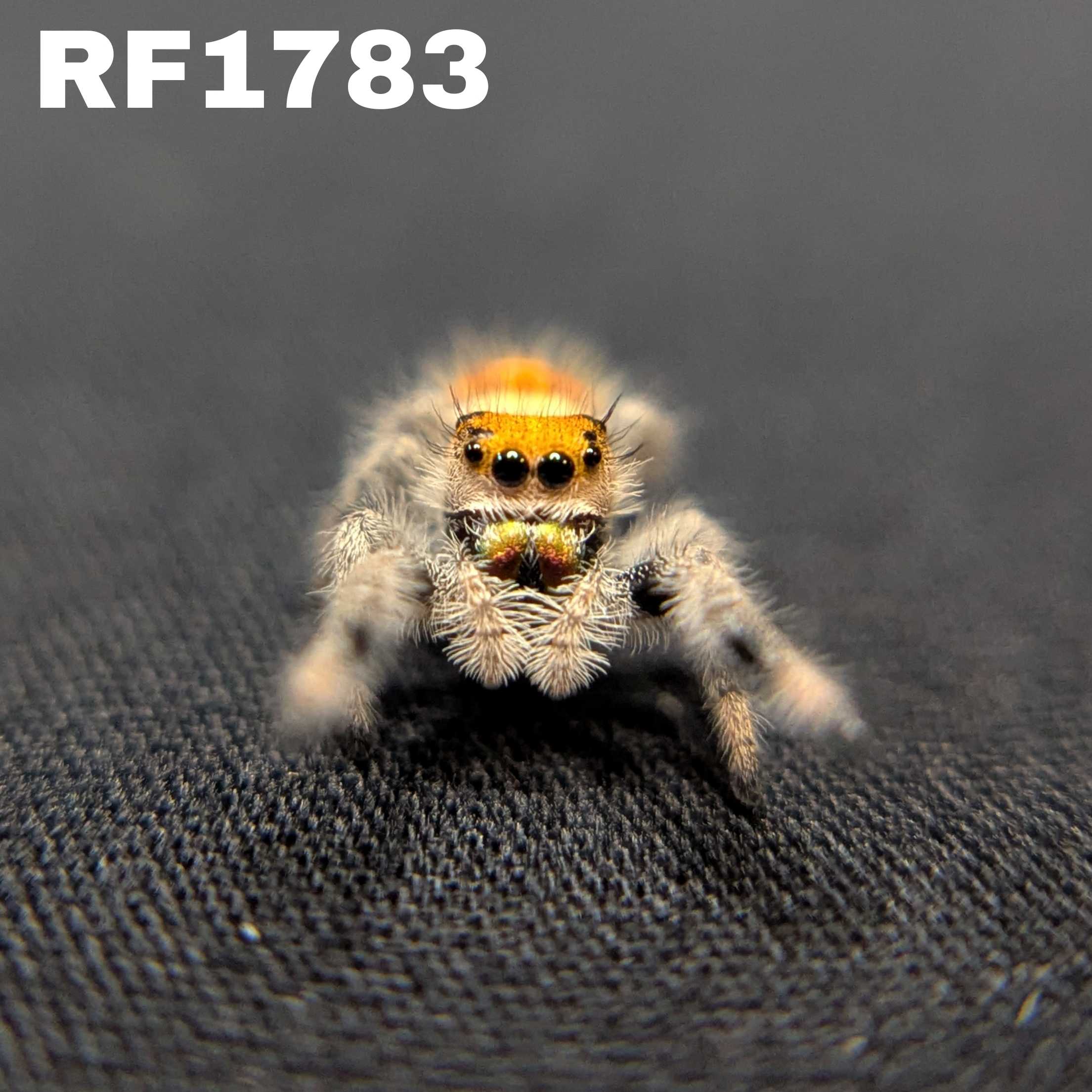 Regal Jumping Spider "Ginger"