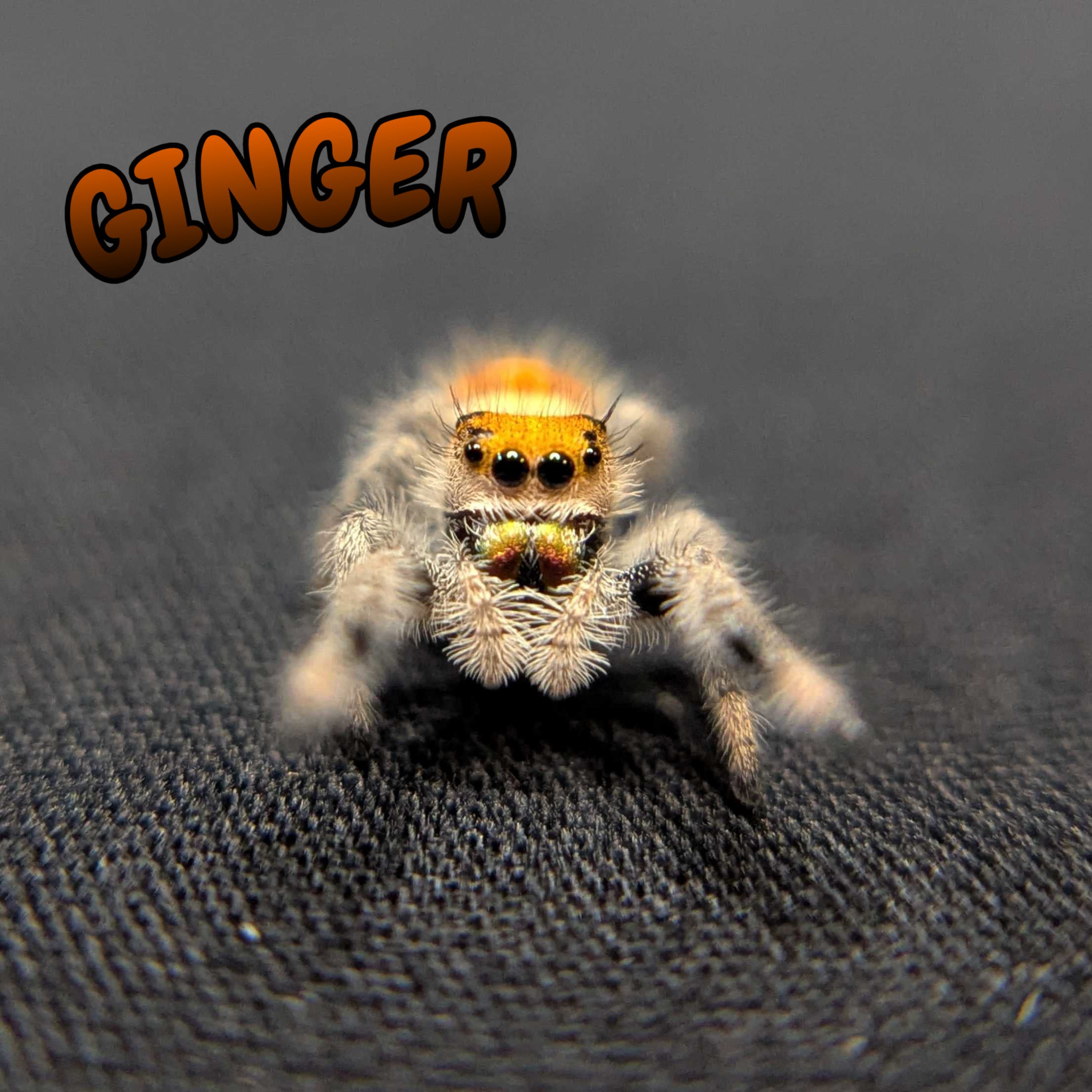 Regal Jumping Spider "Ginger"
