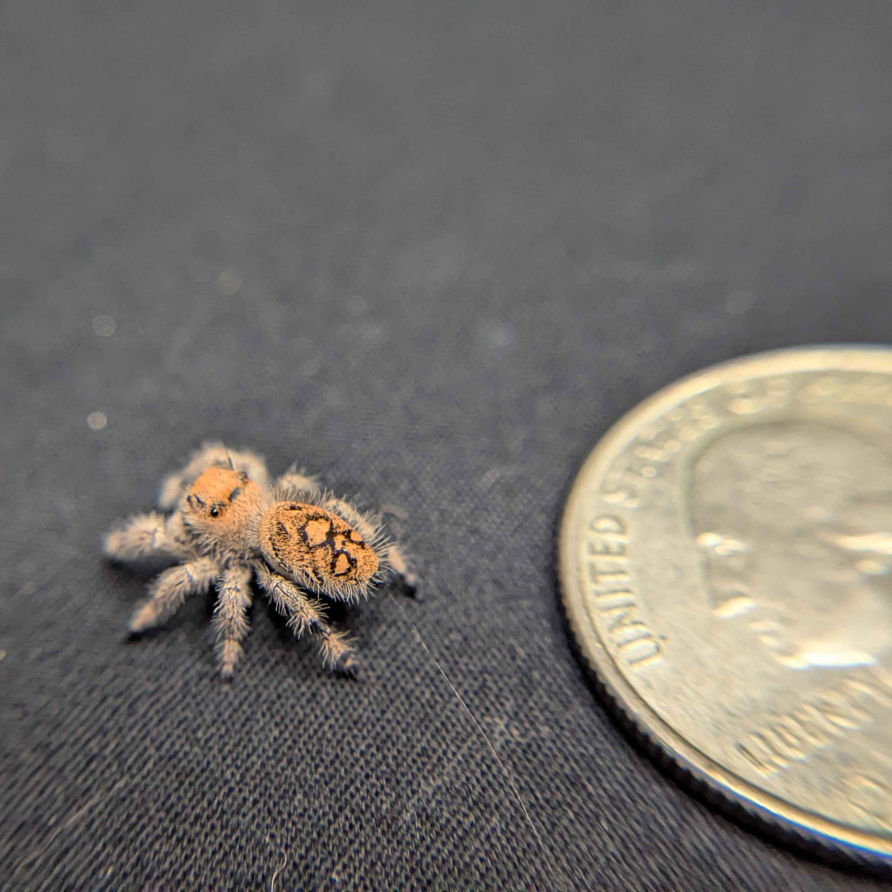 Regal Jumping Spider "Crystal”