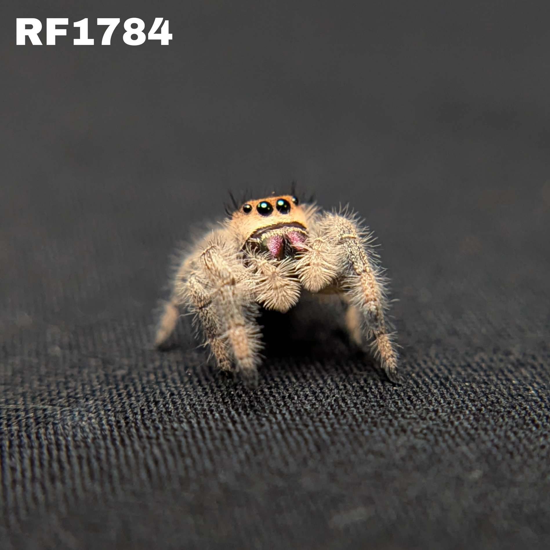 Regal Jumping Spider "Crystal”