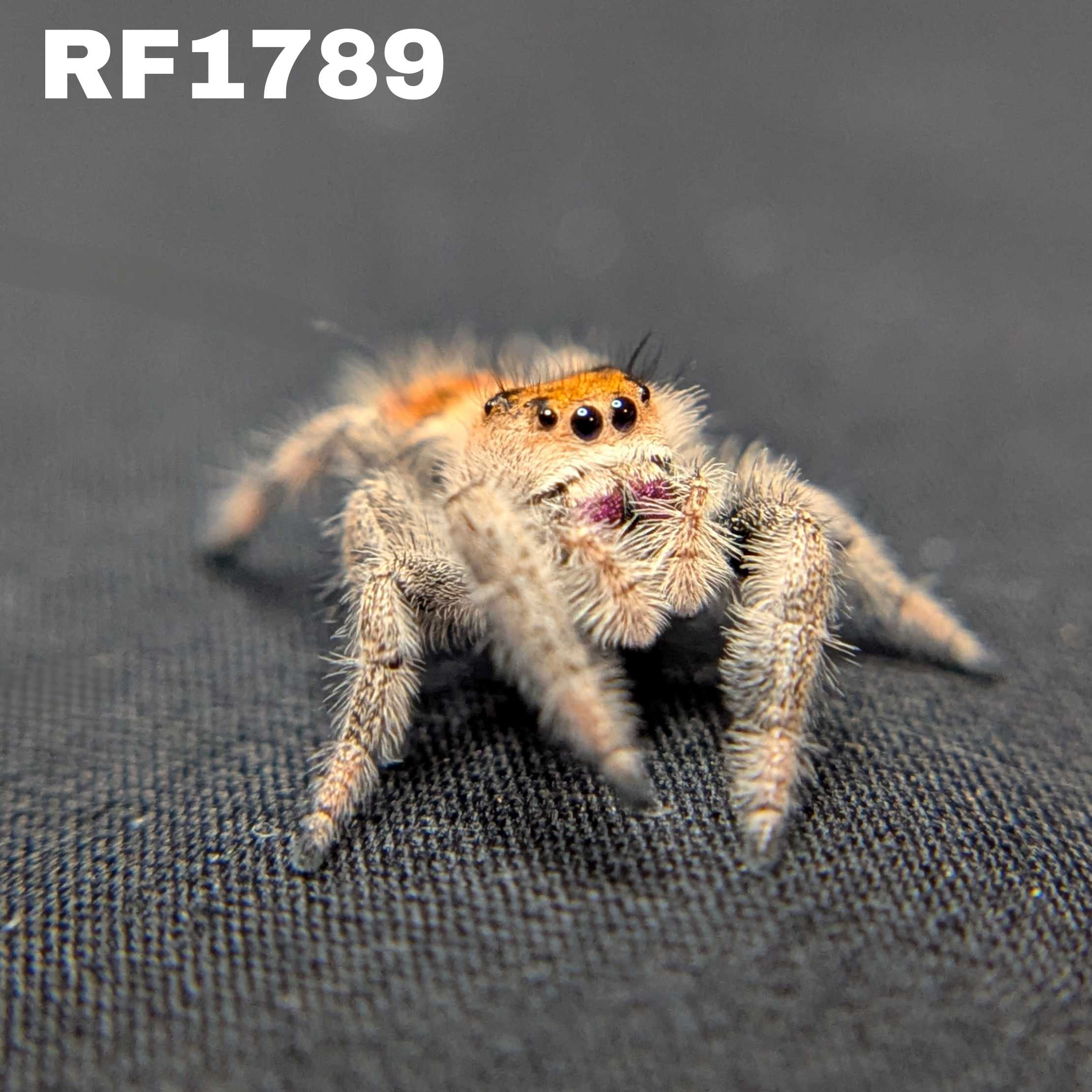 ~Auction~ Regal Jumping Spider "Melody”