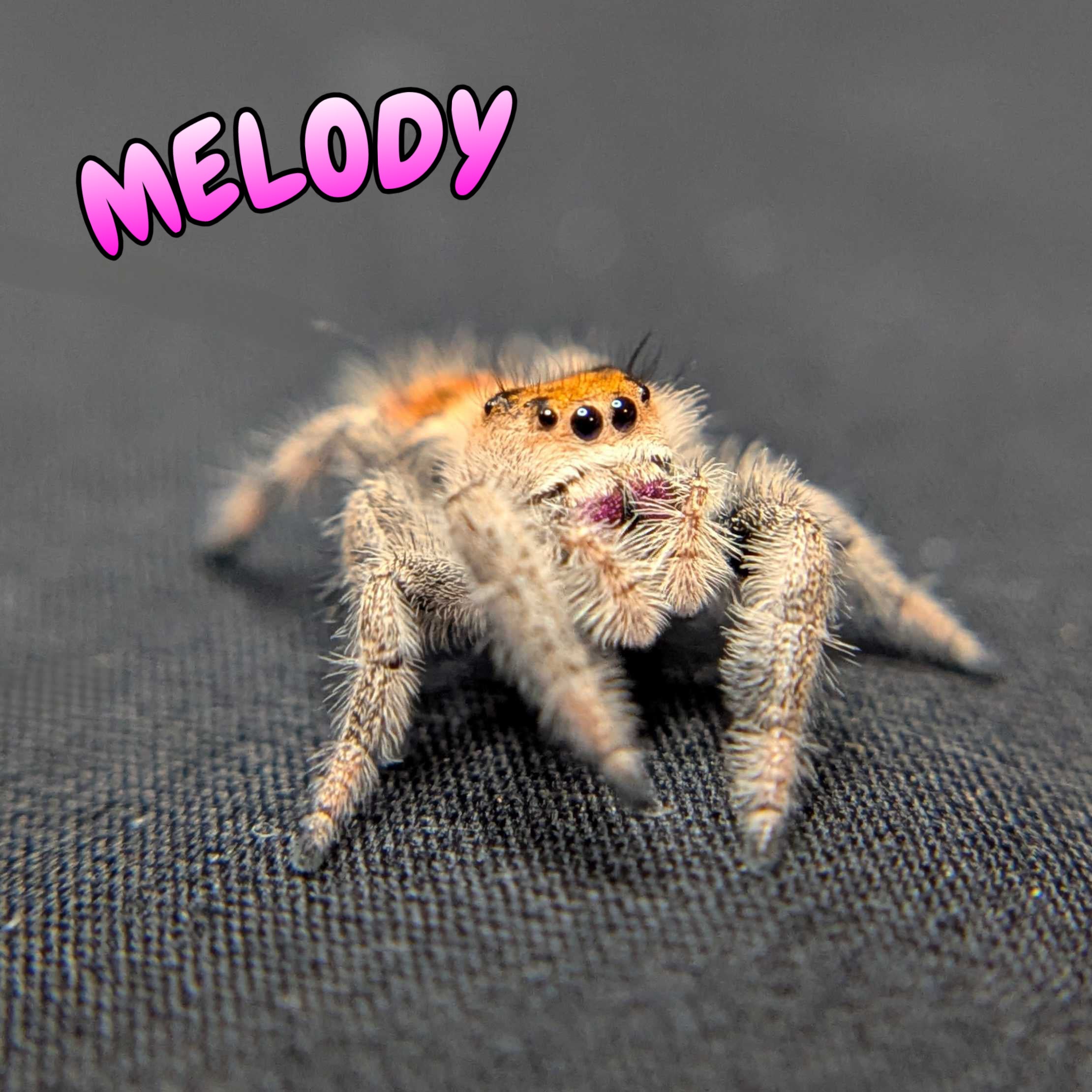 ~Auction~ Regal Jumping Spider "Melody”