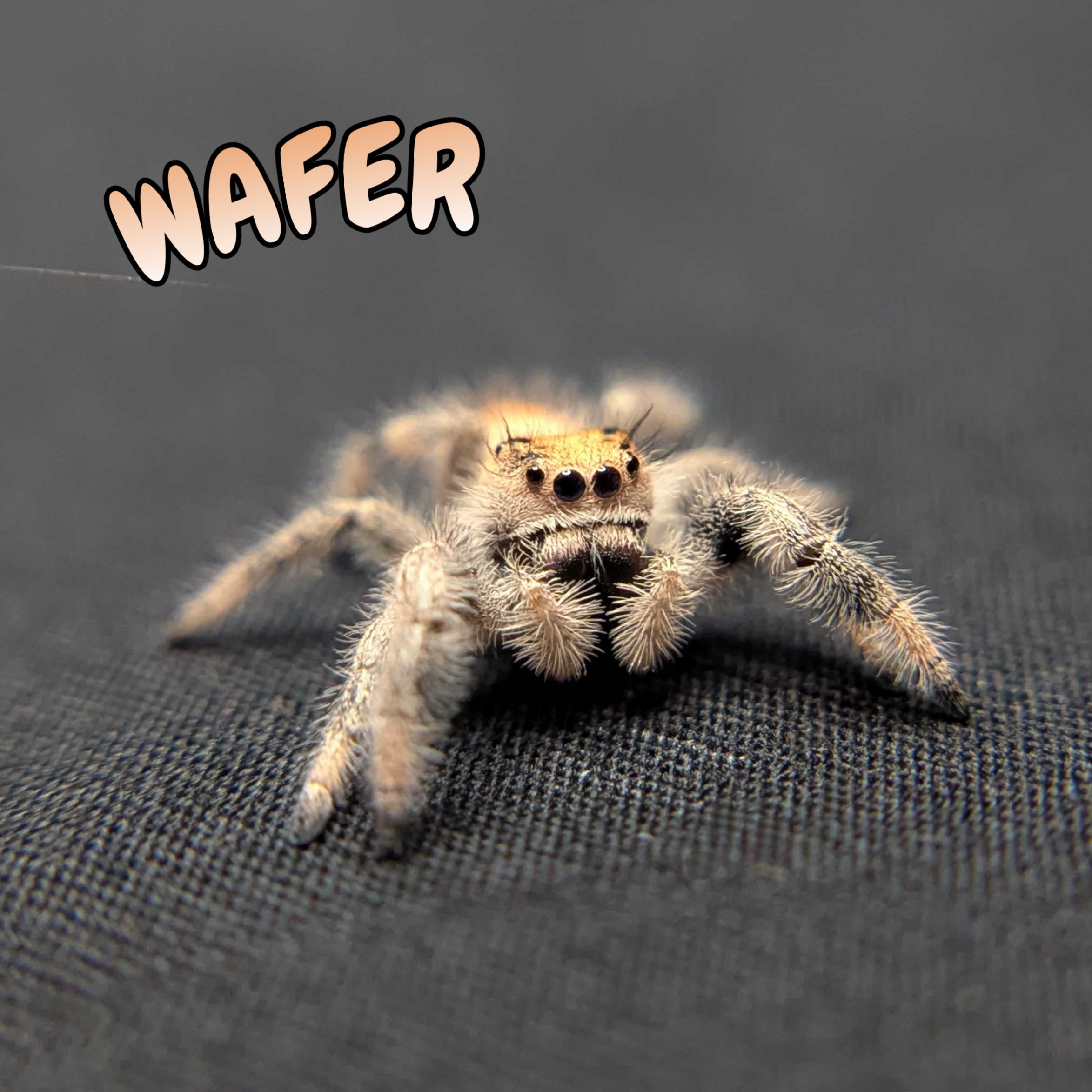 Regal Jumping Spider "Wafer"