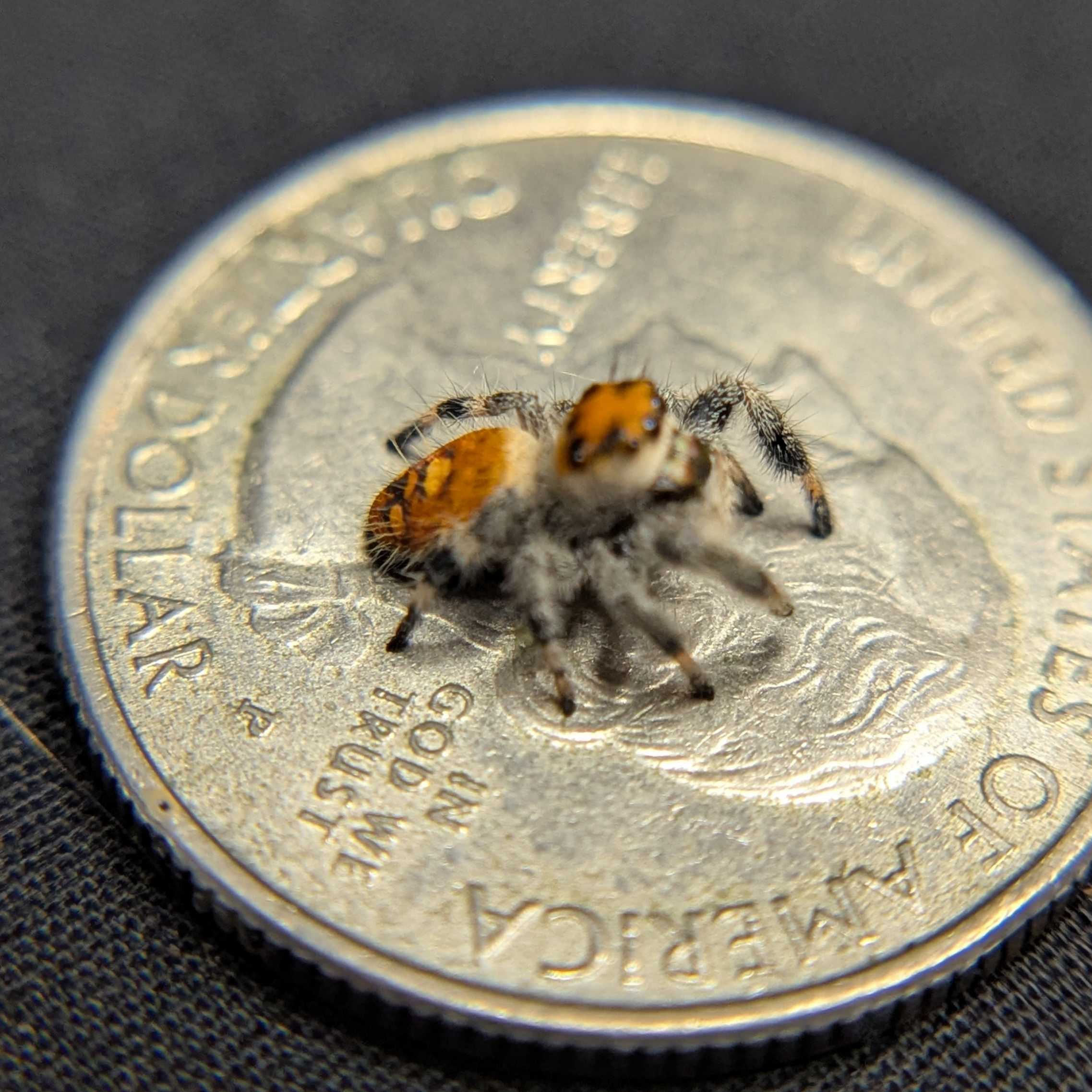 Regal Jumping Spider "Rainbow"