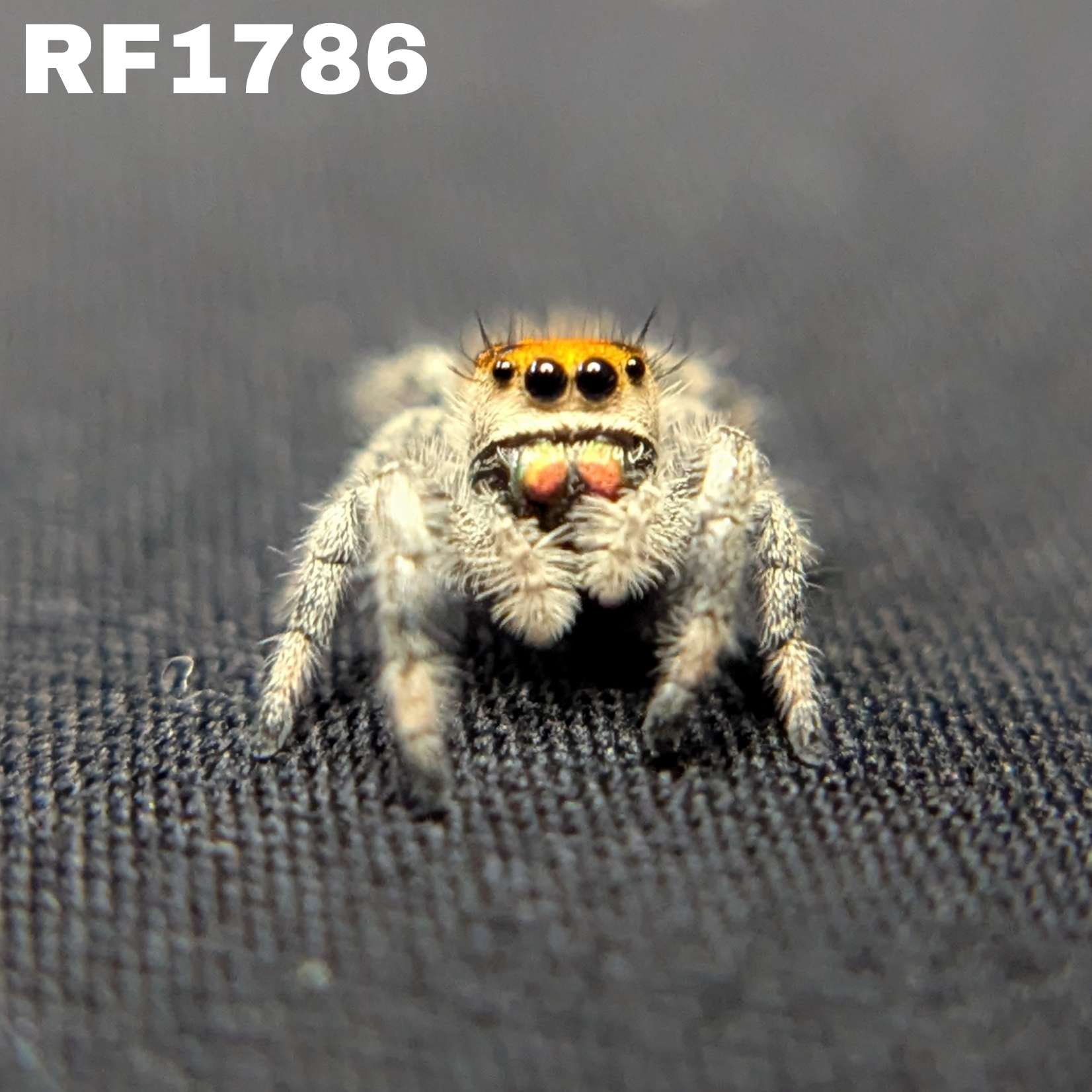Regal Jumping Spider "Rainbow"