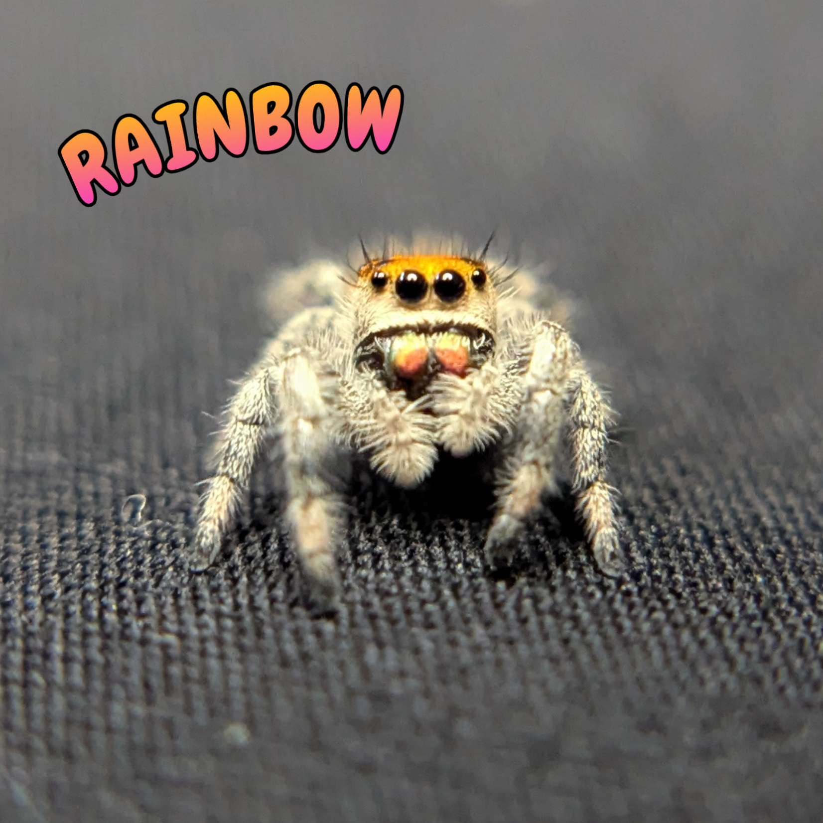Regal Jumping Spider "Rainbow"