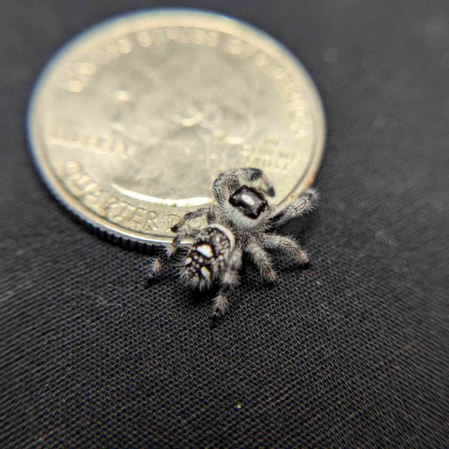 Regal Jumping Spider "Baja”