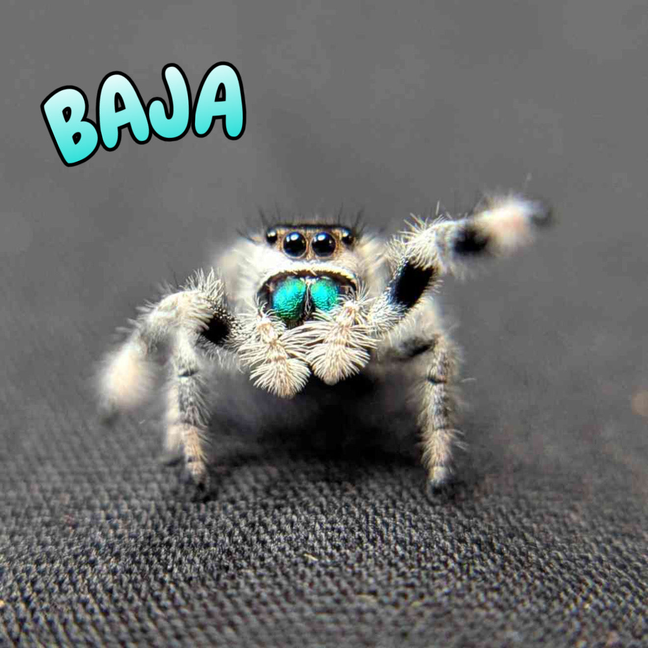 Regal Jumping Spider "Baja”